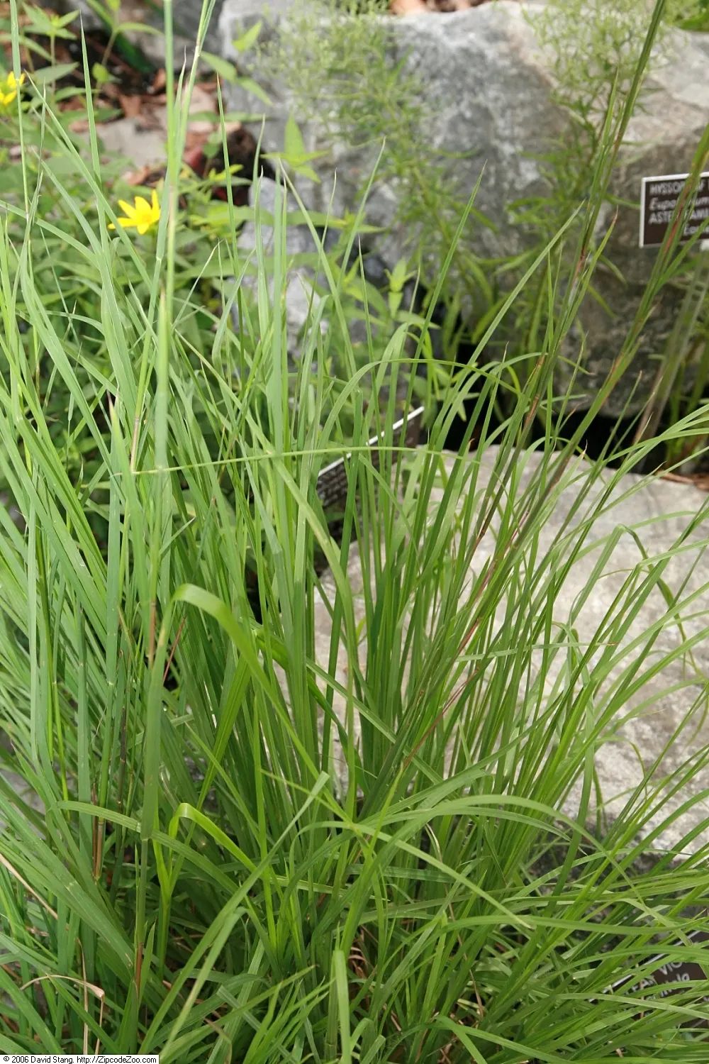 Broom Sedge (Andropogon Virginicus) — ethereal effect.<br><br>Adaptable to a range of soil types