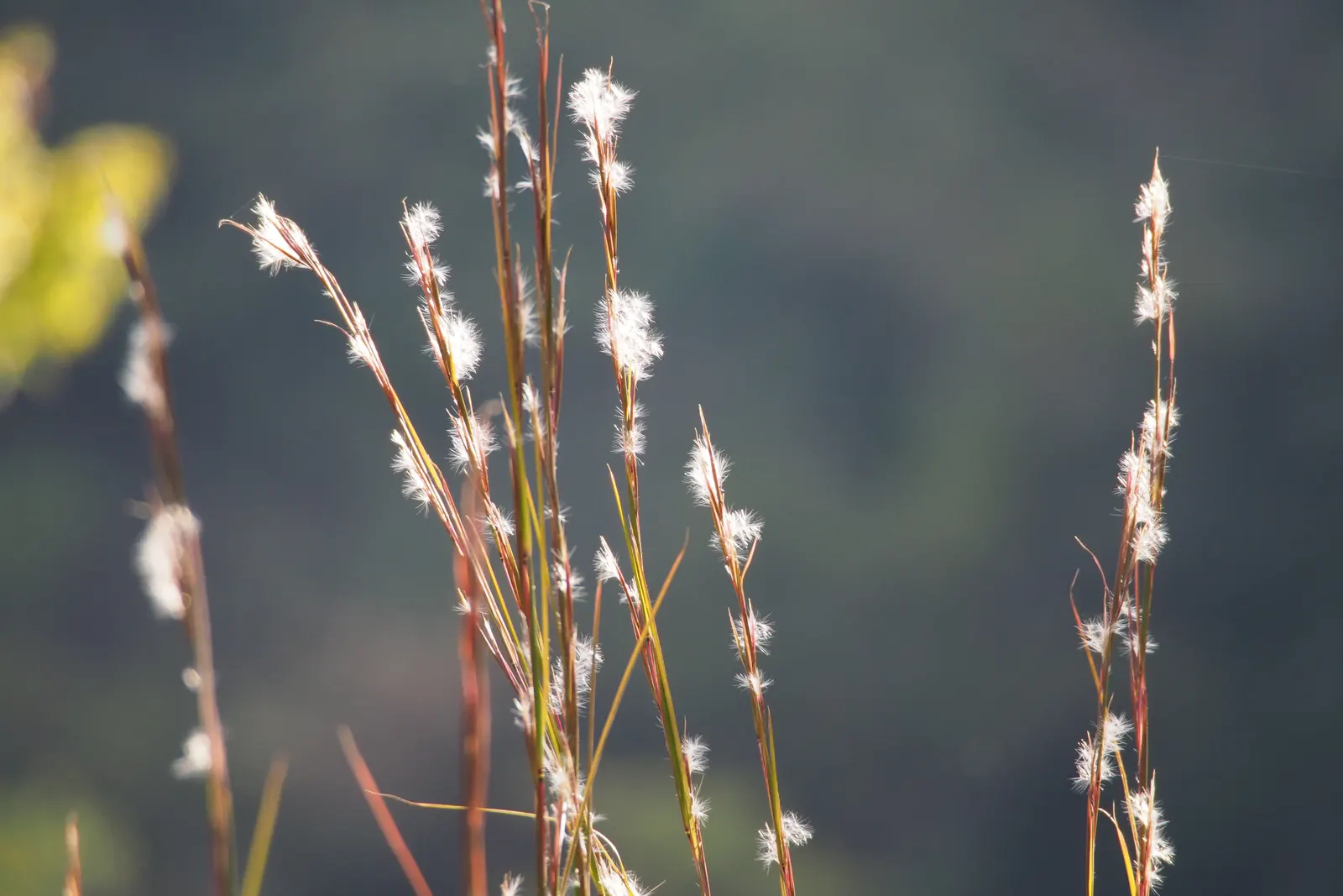 Broom Sedge (Andropogon Virginicus) — particularly in naturalized or wildflower gardens