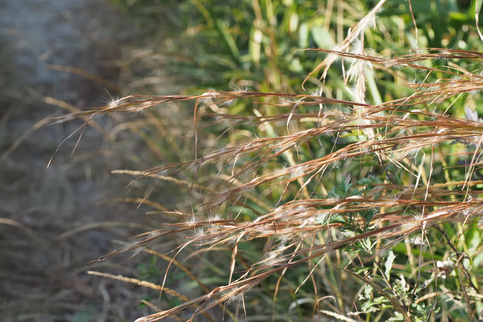 Broom Sedge (Andropogon Virginicus) — this clump-forming grass flaunts rich green blades turning distinctive reddish-bronze come fall