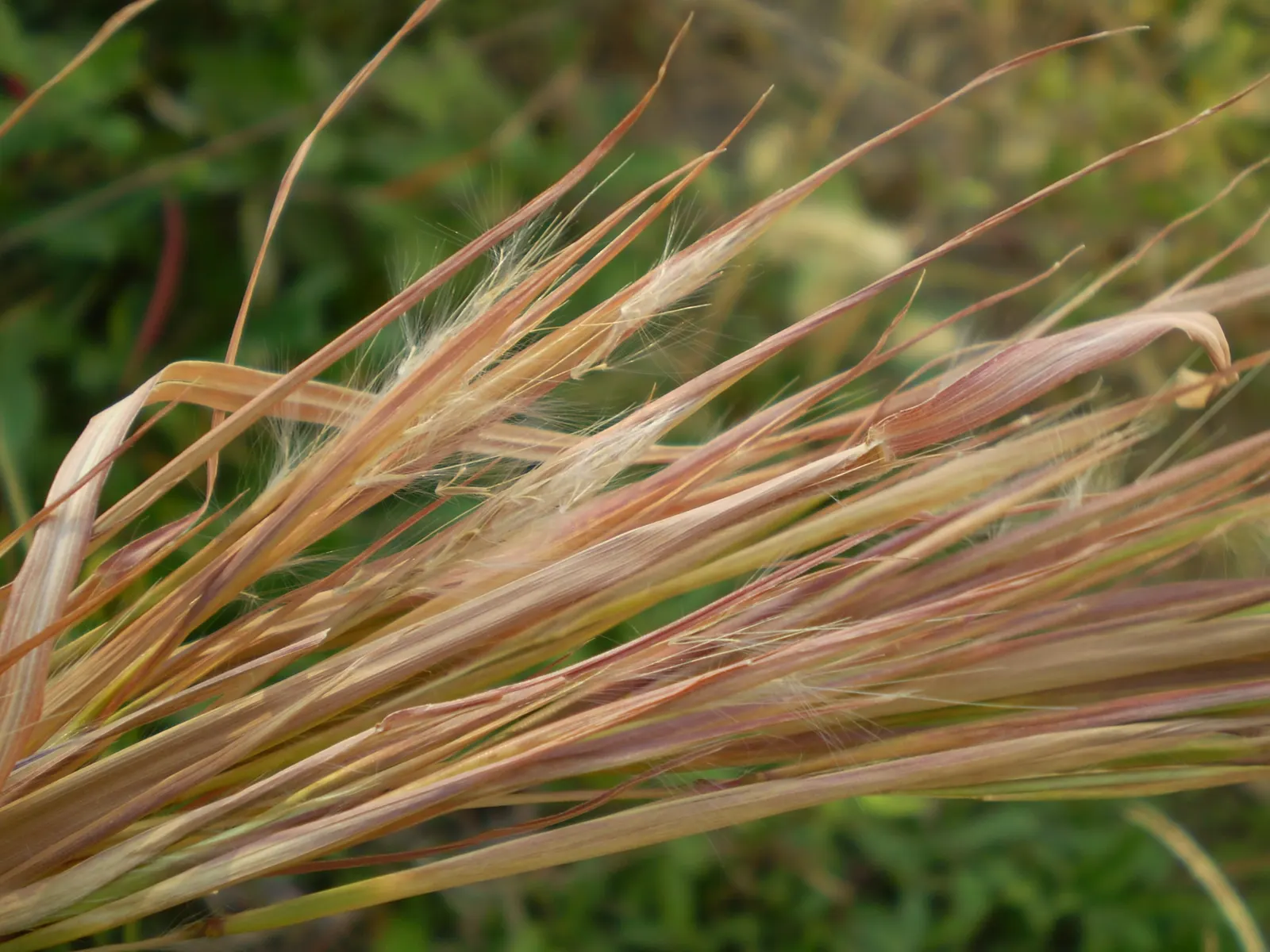 Broom Sedge (Andropogon Virginicus) — thriving in USDA zones 5 through 9