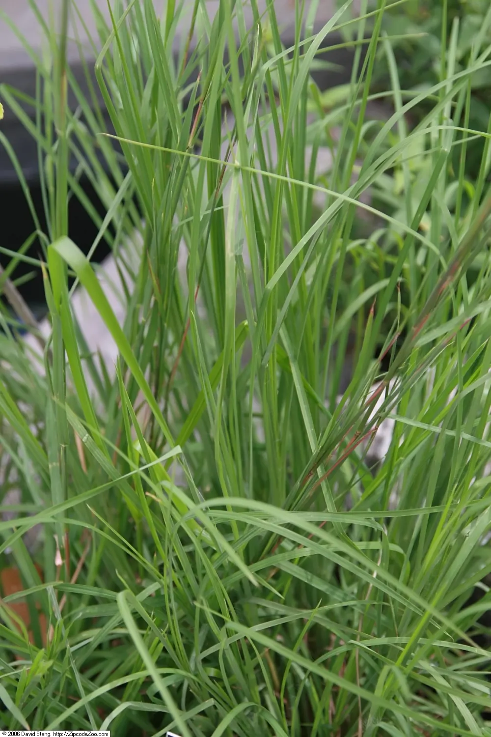 Broom Sedge (Andropogon Virginicus) — making it ideal for low-maintenance areas and restoration projects