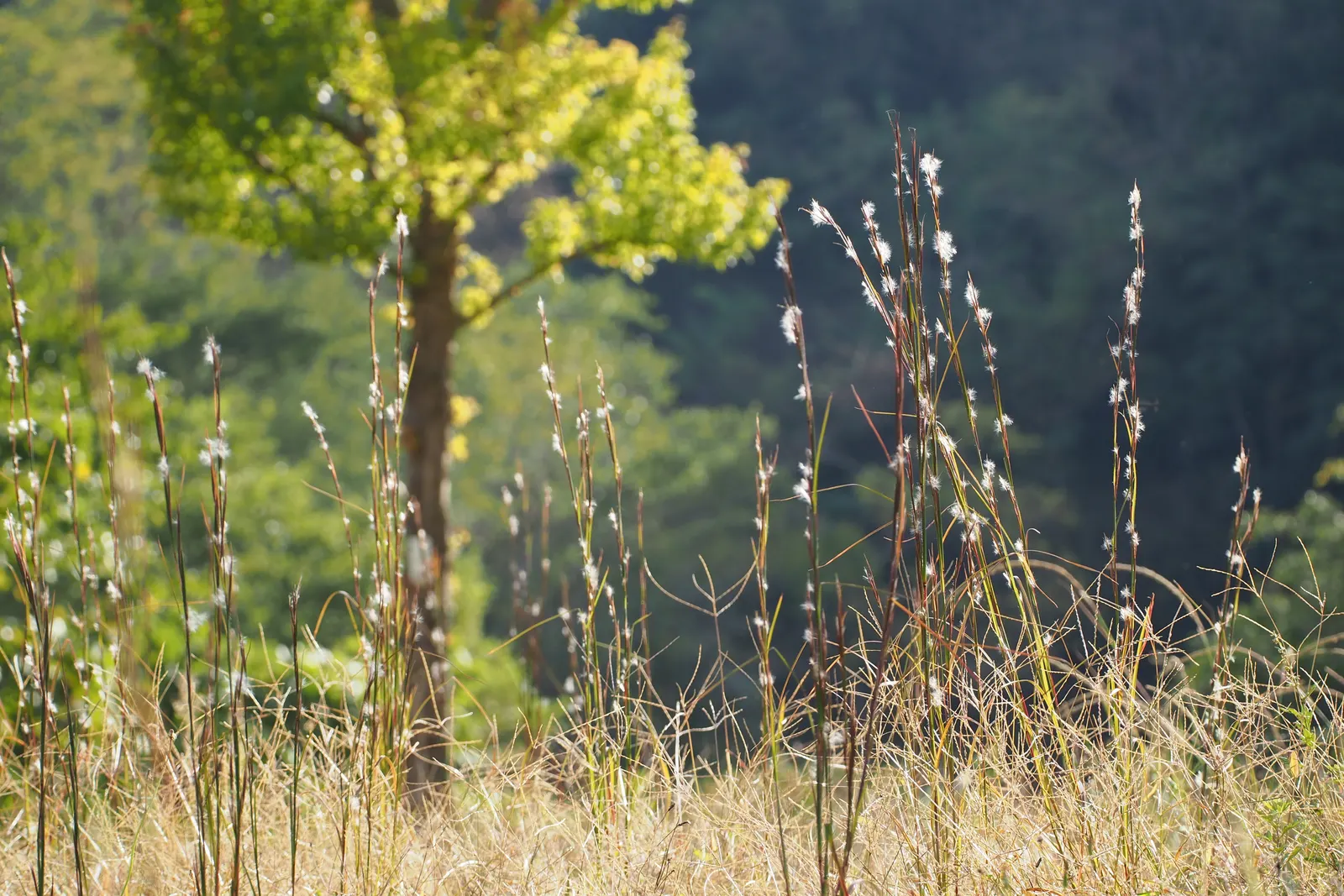Broom Sedge (Andropogon Virginicus) — Growing to a height of 2 to 3 feet with a similar spread