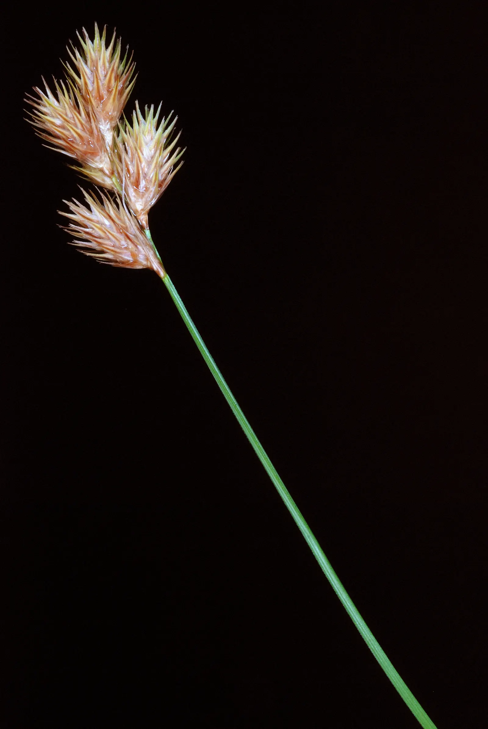 Broom Sedge (Andropogon Virginicus) — upright presence in any landscape.<br><br>The foliage of Broom Sedge is a standout