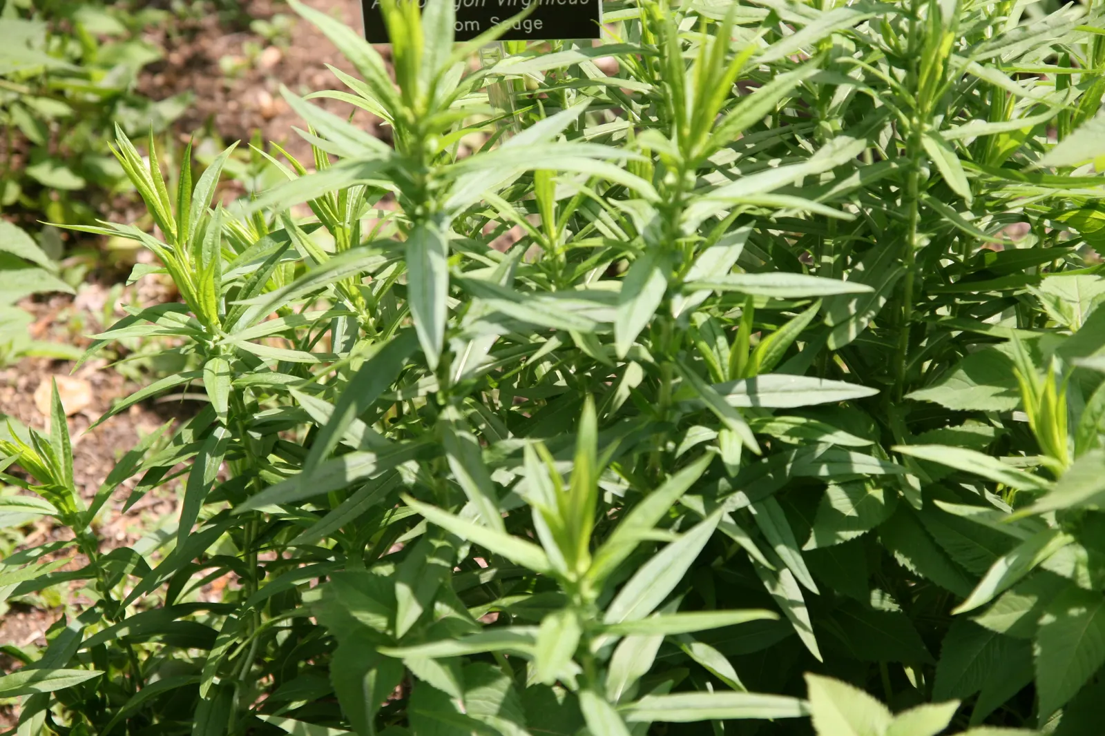 Broom Sedge (Andropogon Virginicus) — is a warm-season grass indigenous to the eastern United States