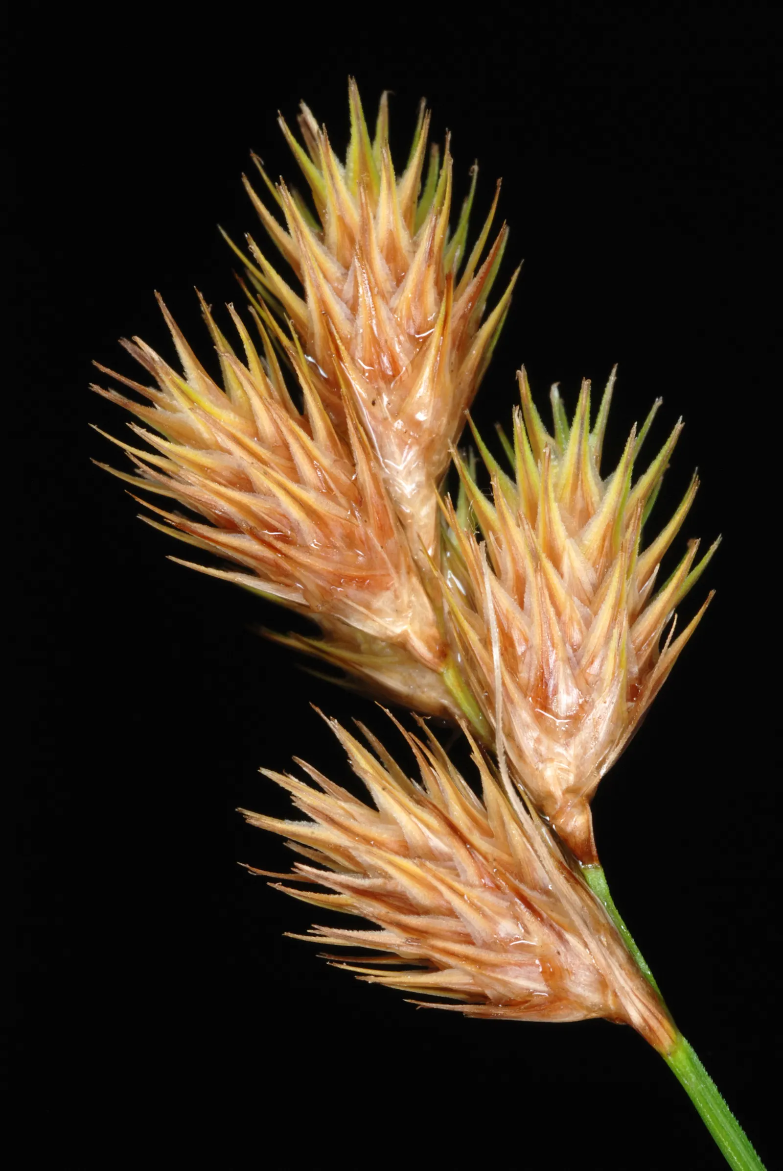 Broom Sedge (Andropogon Virginicus) — its clumping growth pattern creates a textured