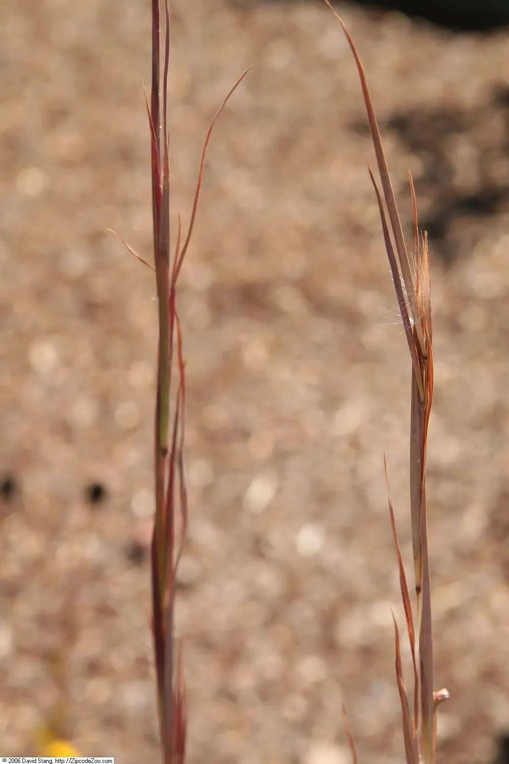 Broom Sedge (Andropogon Virginicus) — Its unique color adds autumn-winter interest, and it provides habitat for wildlife