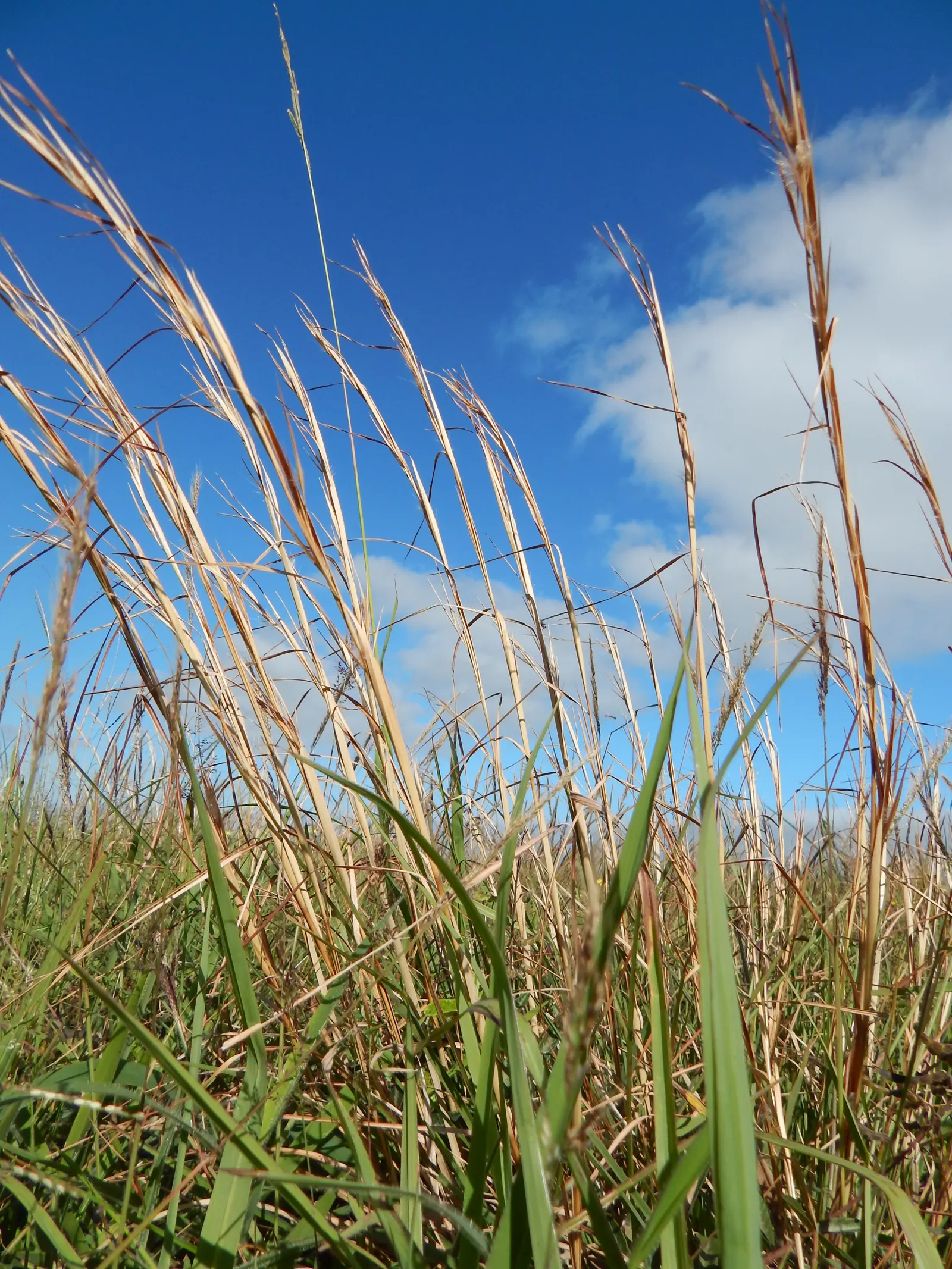 Broom Sedge (Andropogon Virginicus) — Broom Sedge thrives in full sun on dry