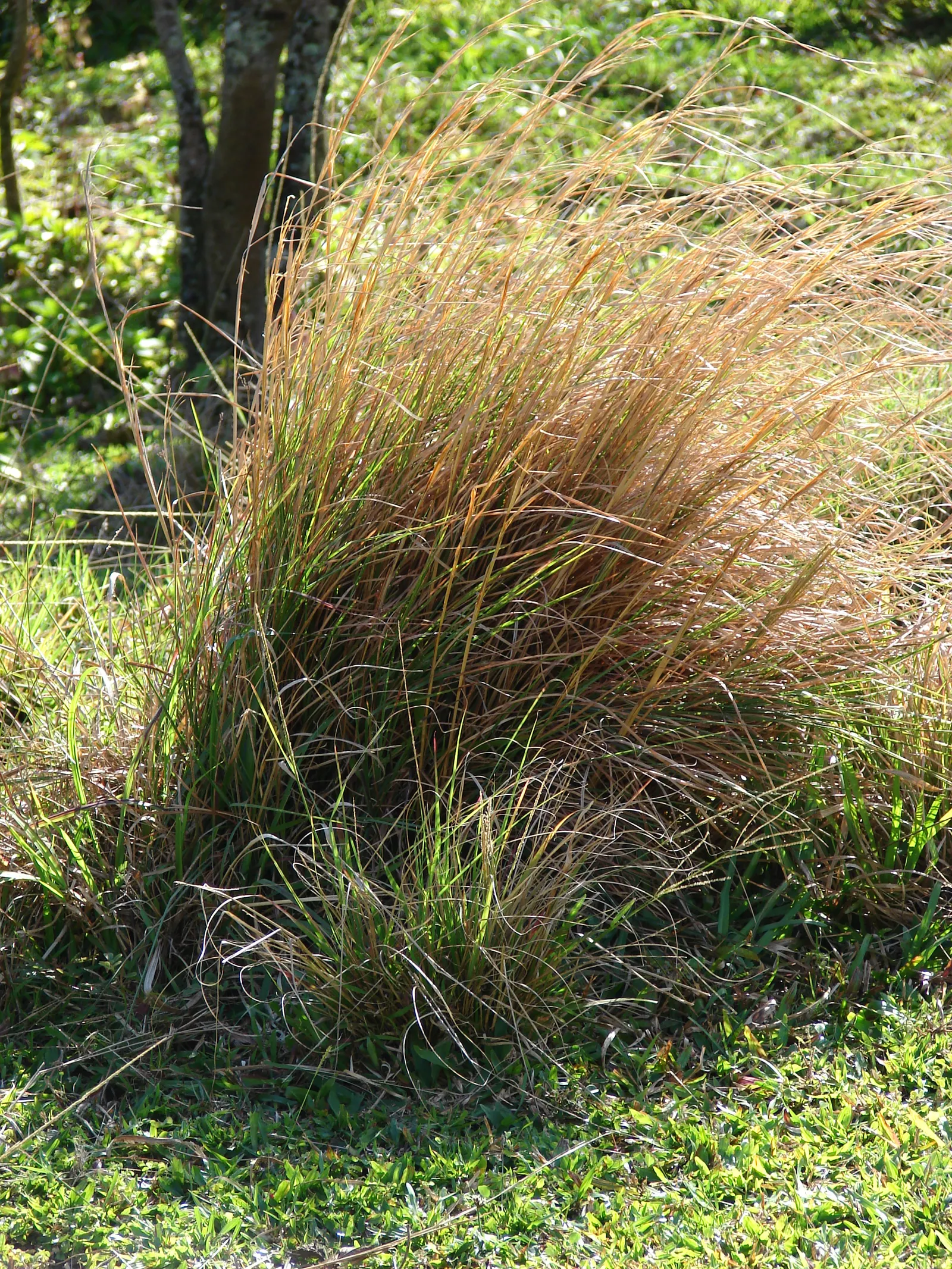 Broom Sedge (Andropogon Virginicus) — providing extended visual interest