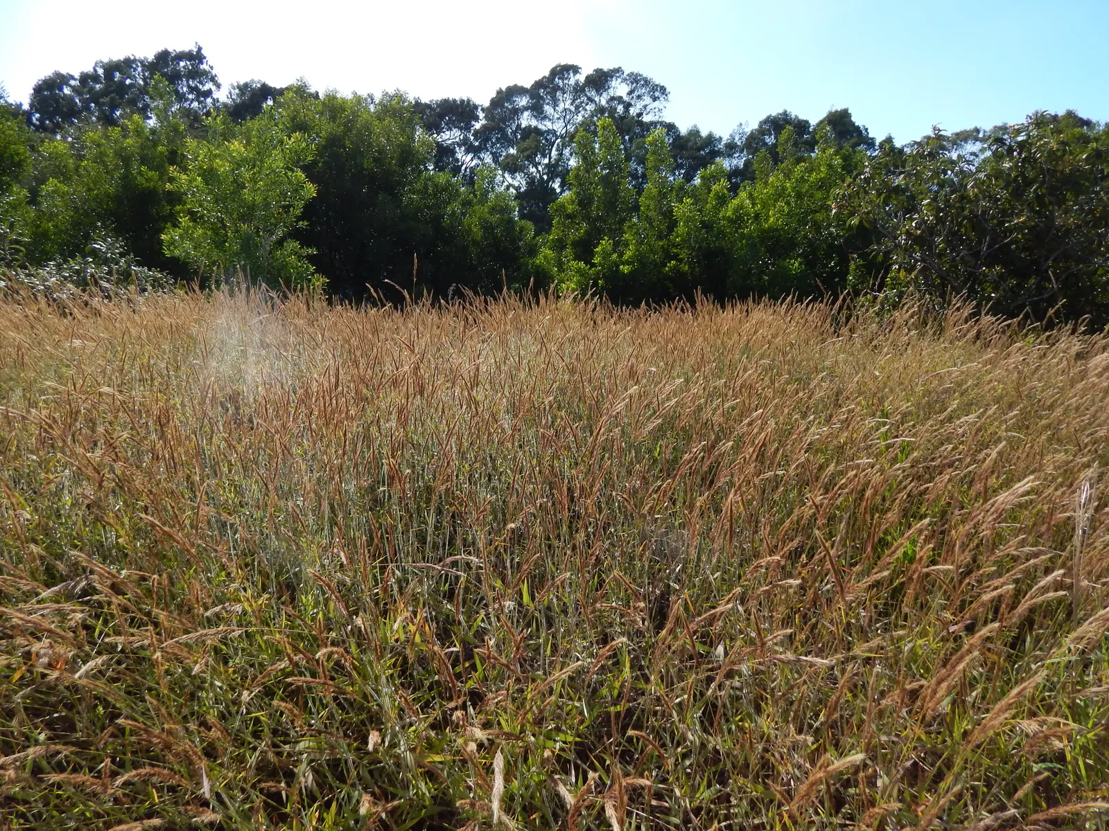 Broom Sedge (Andropogon Virginicus) — silvery-white flower panicles emerge