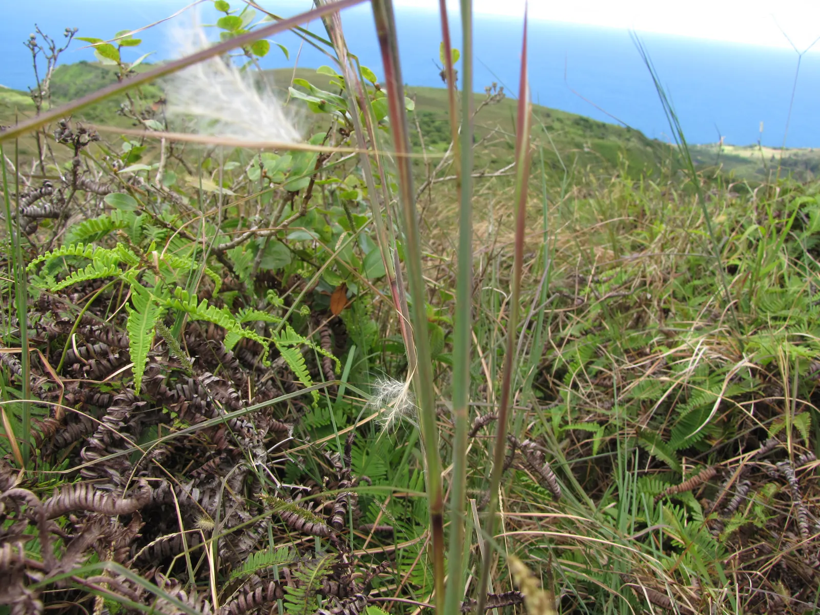 Broom Sedge (Andropogon Virginicus) — with bluish-green blades in spring and summer that transform into a striking bronze-orange in fall