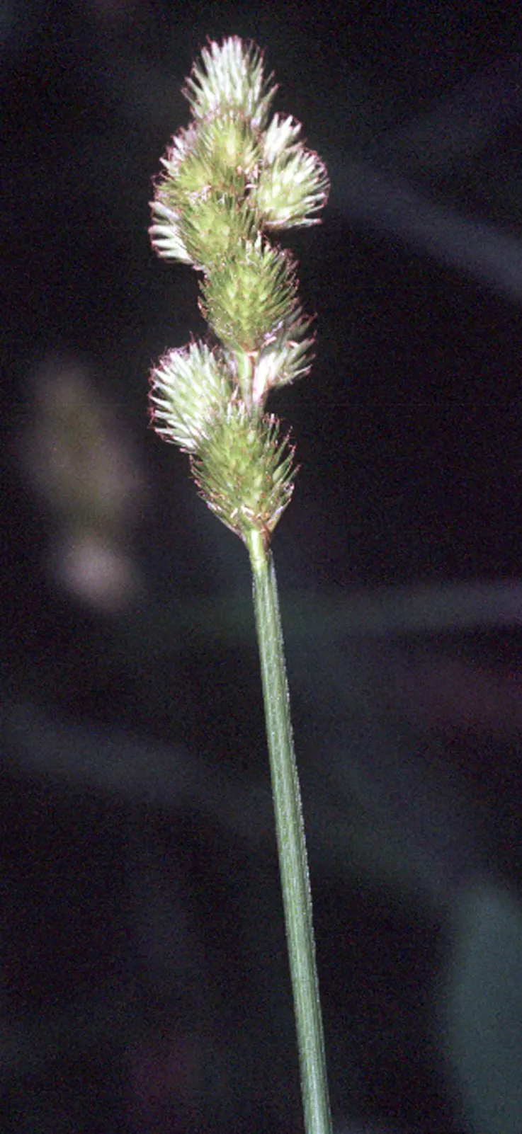 Broom Sedge (Andropogon Virginicus) — scientifically known as Andropogon virginicus