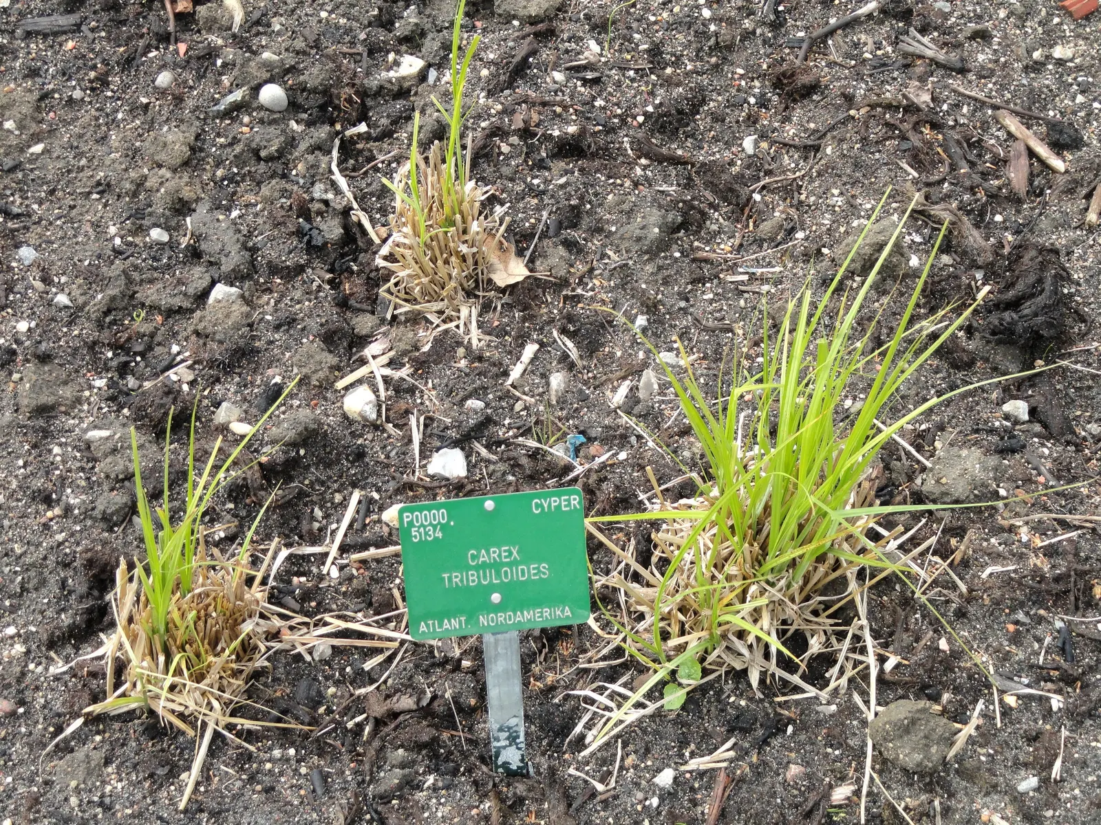 Broom Sedge (Andropogon Virginicus) — This perennial grass is favored for its adaptability and ornamental attributes