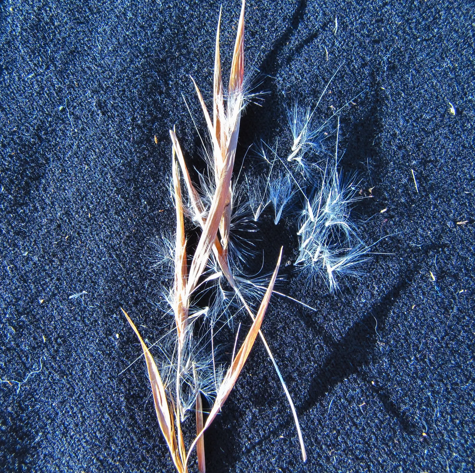 Broom Sedge (Andropogon Virginicus) — Andropogon virginicus, commonly known as Broom Sedge, is a warm-season perennial grass native to North America