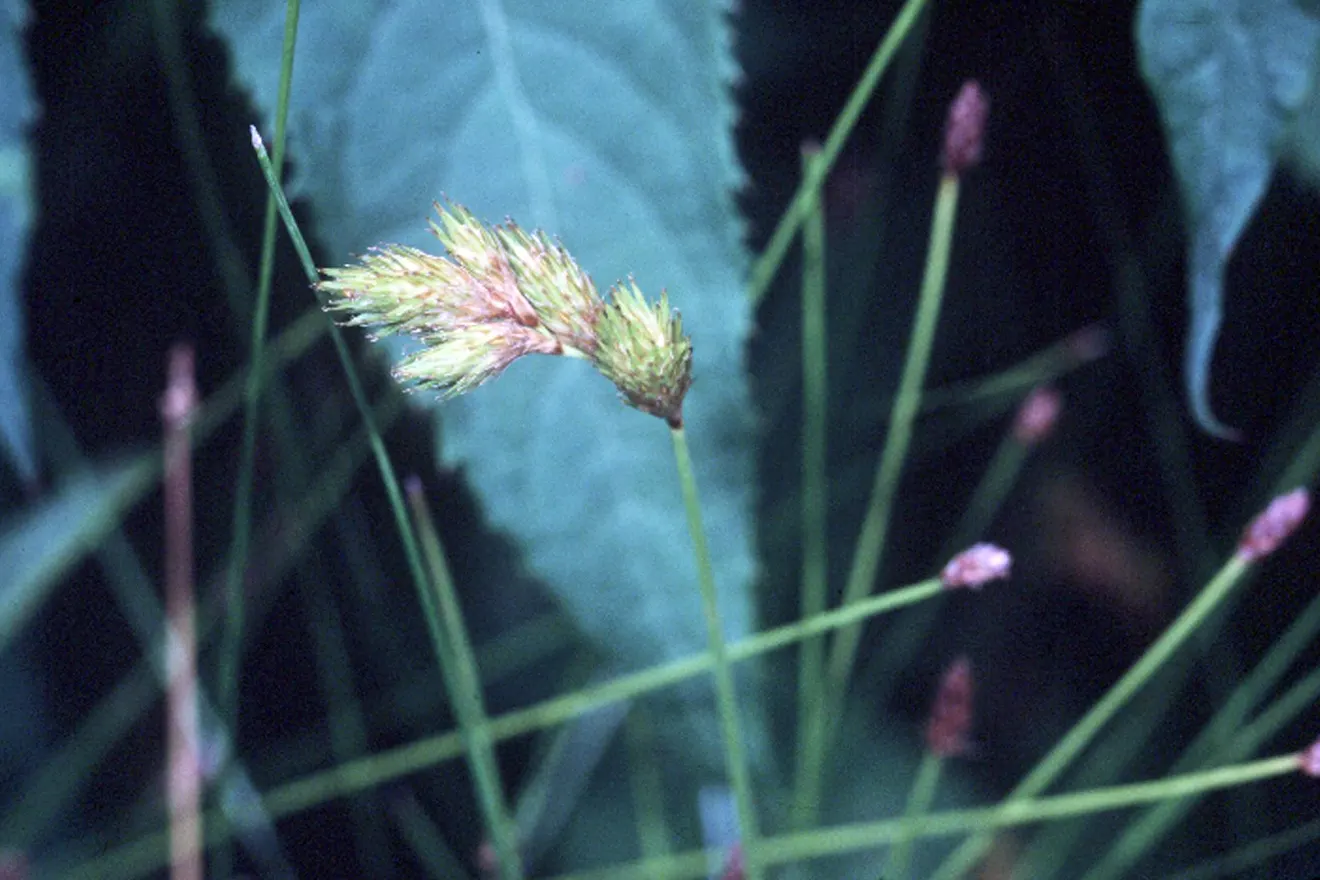 Broom Sedge (Andropogon Virginicus) — which can add an additional 1 to 2 feet in height