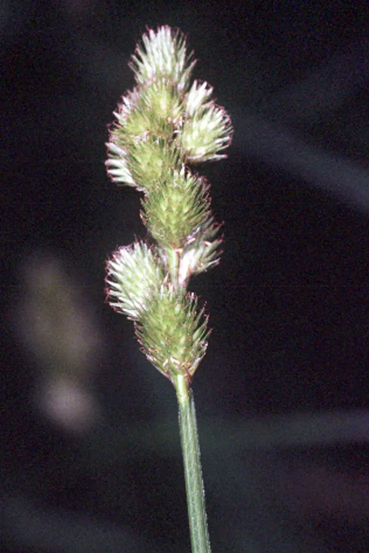 Broom Sedge (Andropogon Virginicus) — Broom Sedge thrives in full sun and prefers well-drained conditions but tolerates poor