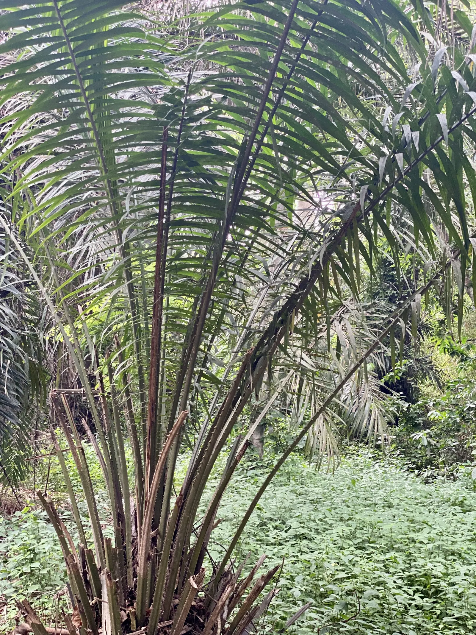 Royal Palm (Roystonea Regia) — It requires regular watering; often evoking the grandeur of tropical paradises
