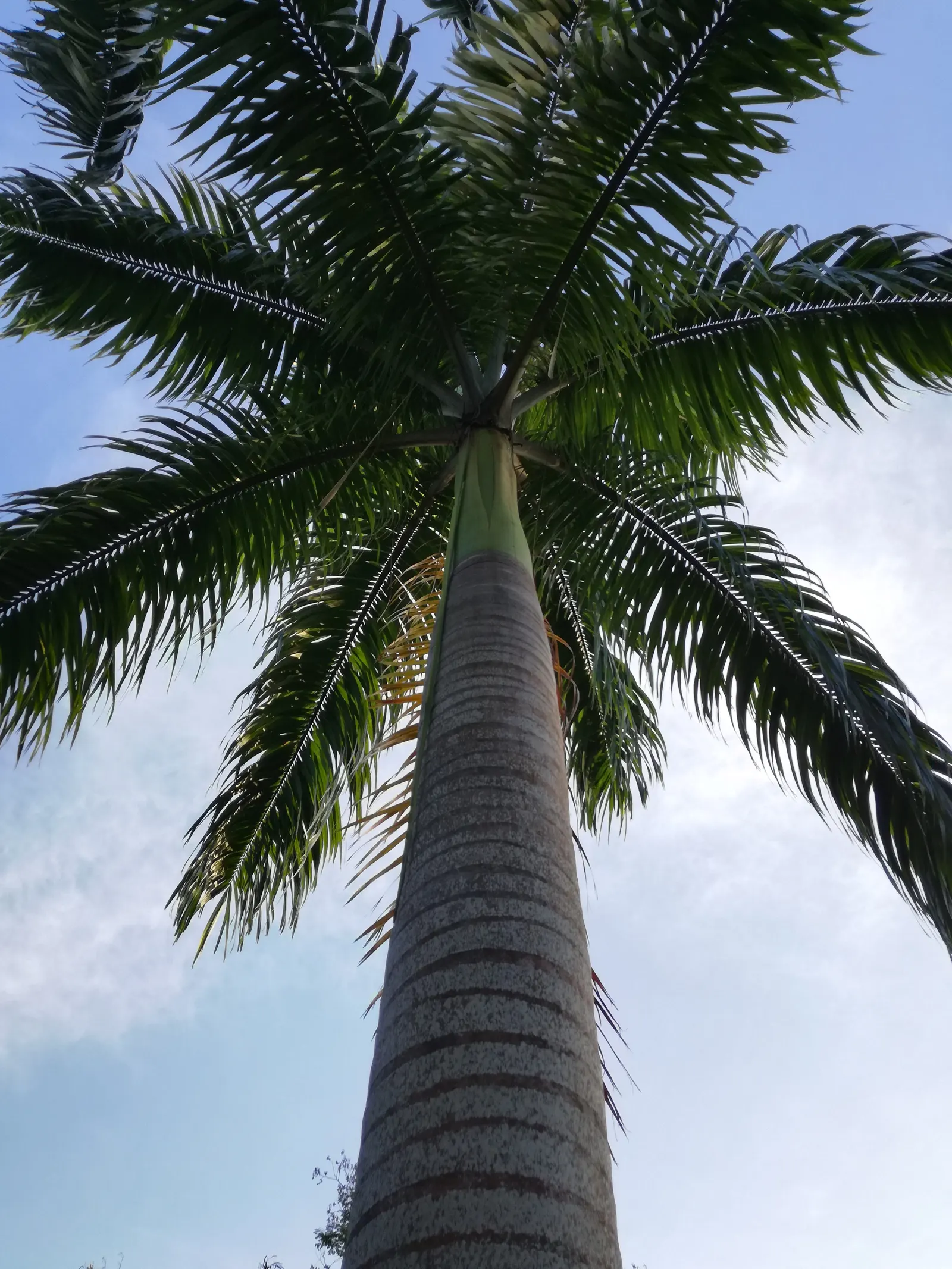 Royal Palm (Roystonea Regia) — gray-white columnar trunk; requiring ample space to showcase its splendid 3-4 feet diameter base