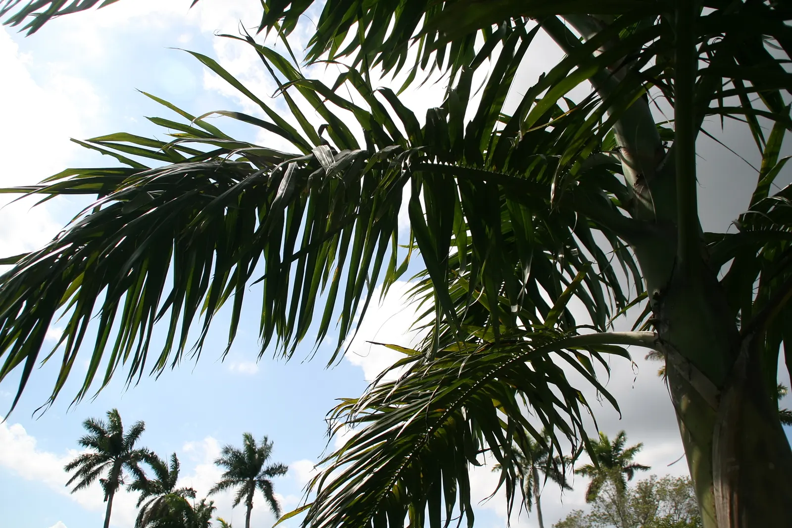 Royal Palm (Roystonea Regia) — requiring ample space to showcase its splendid 3-4 feet diameter base