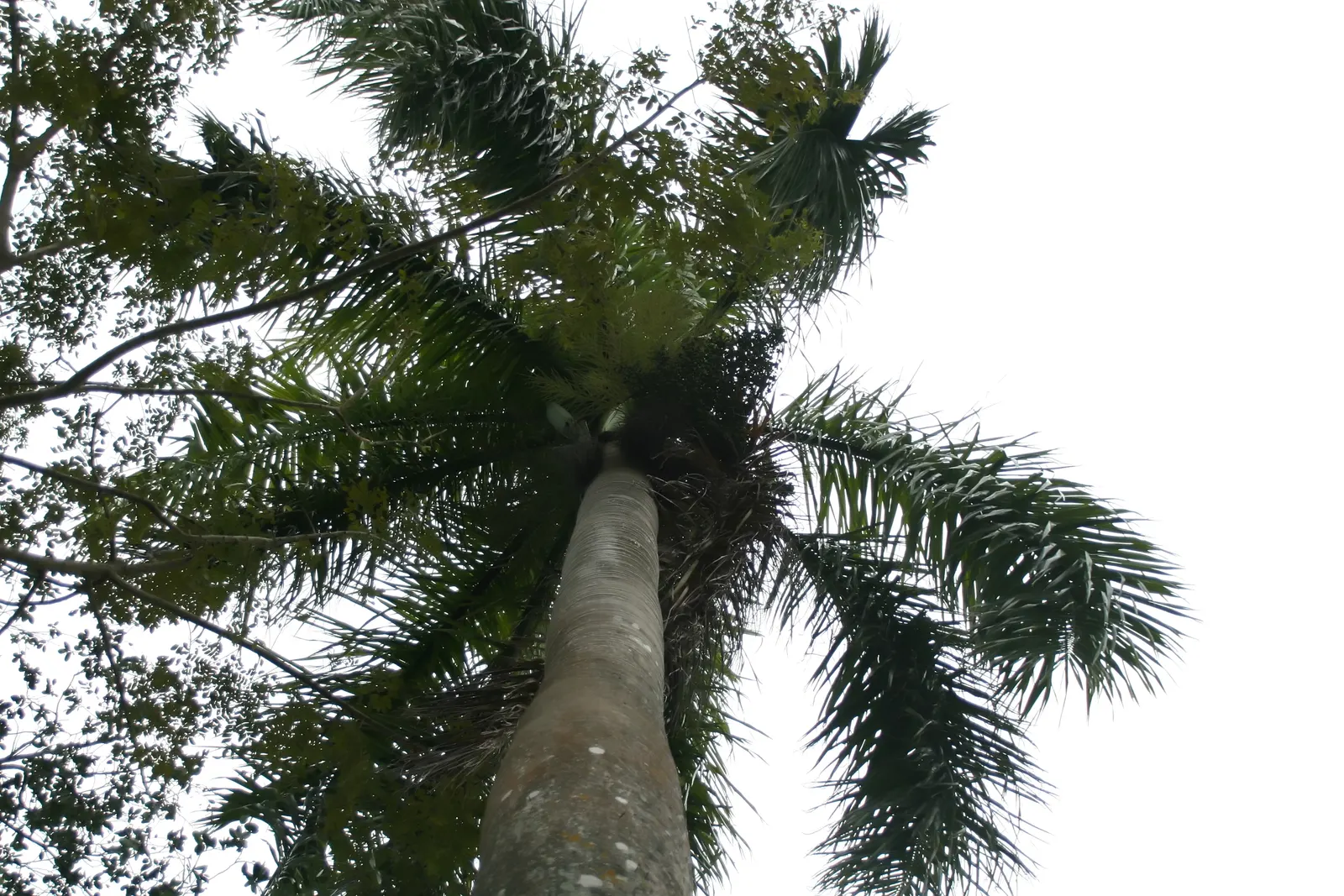 Royal Palm (Roystonea Regia) — this iconic palm thrives in full sun with moderate water