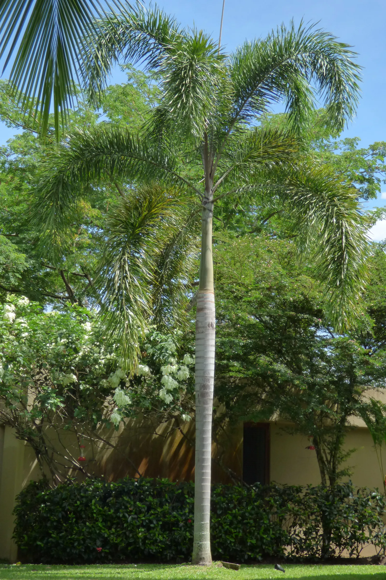 Royal Palm (Roystonea Regia) — this iconic palm thrives in full sun with moderate water; additionally, this palm is frost-sensitive, thriving in USDA hardiness