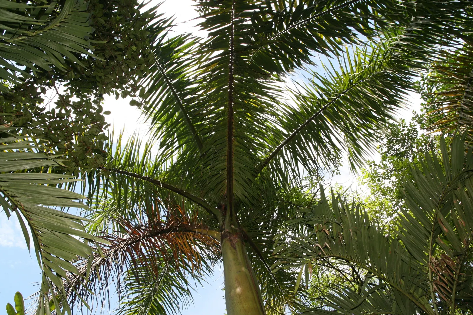 Royal Palm (Roystonea Regia) — the Royal Palm requires ample space to flourish