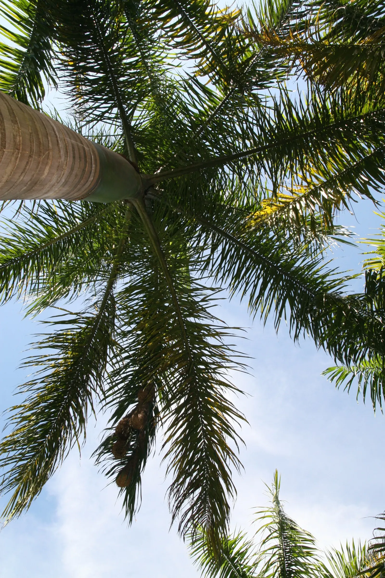 Royal Palm (Roystonea Regia) — Its girth measures approximately 1.5 to 2 feet in diameter