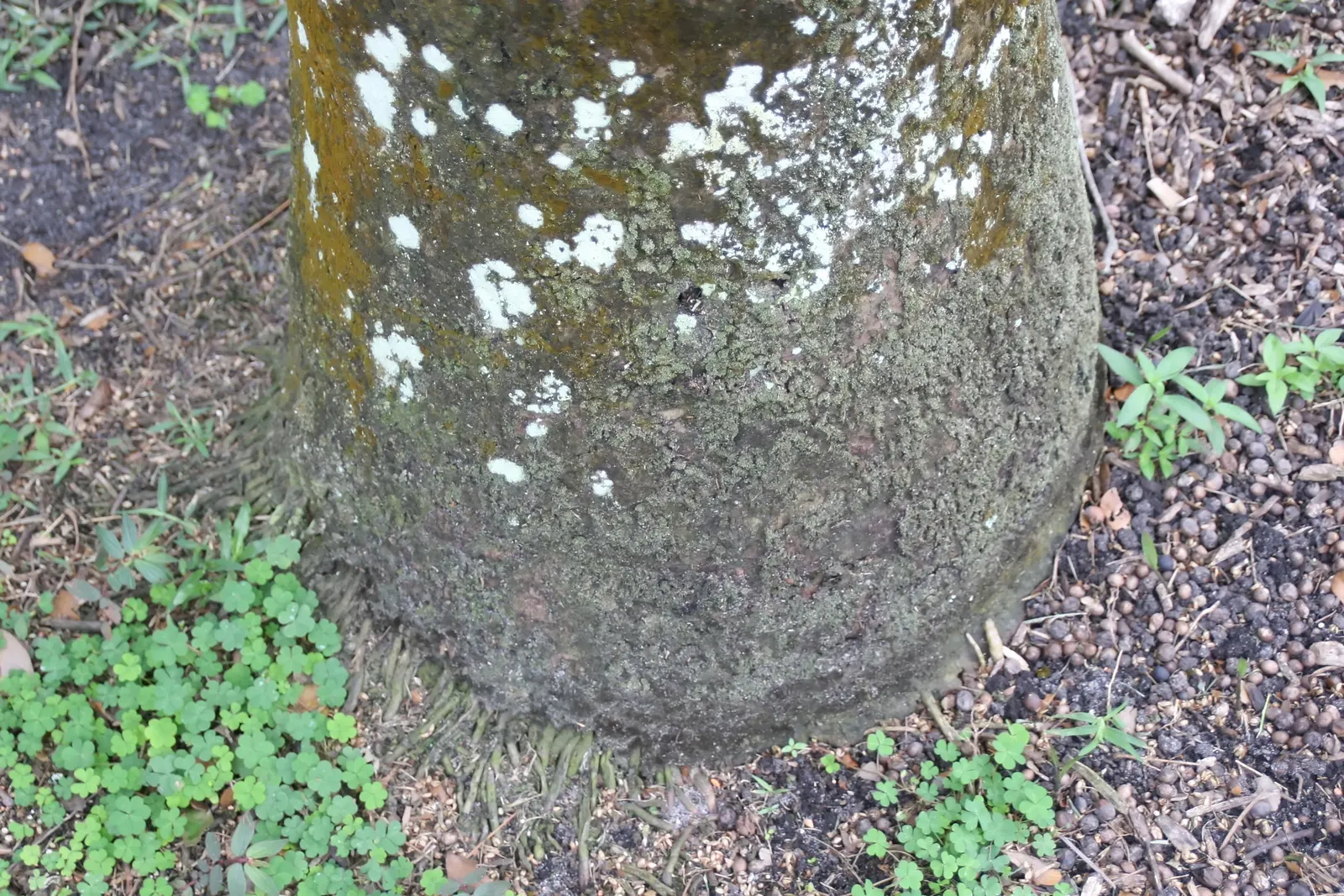 Royal Palm (Roystonea Regia) — It requires regular watering