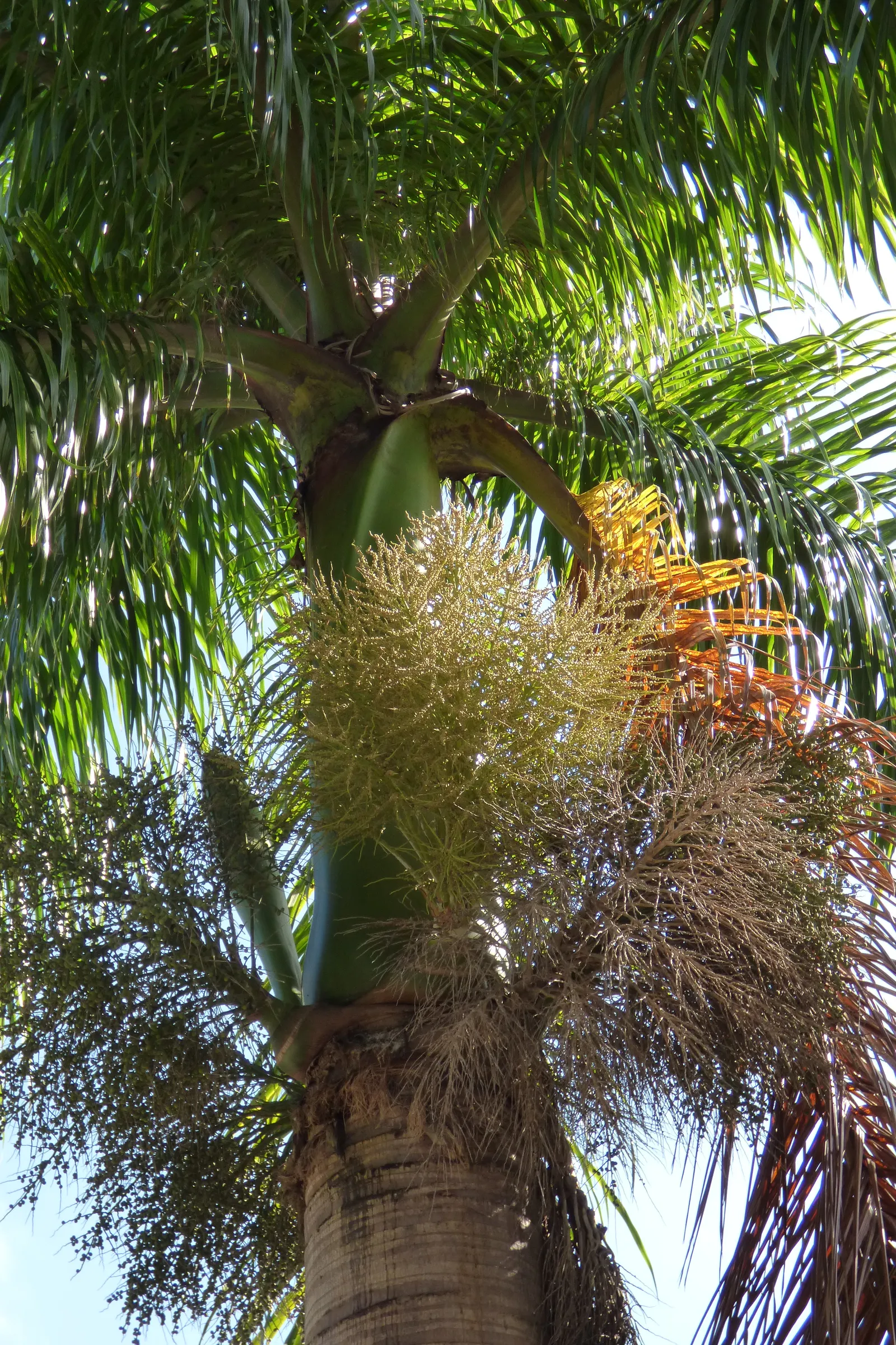 Royal Palm (Roystonea Regia) — Adds instant grandeur to any setting