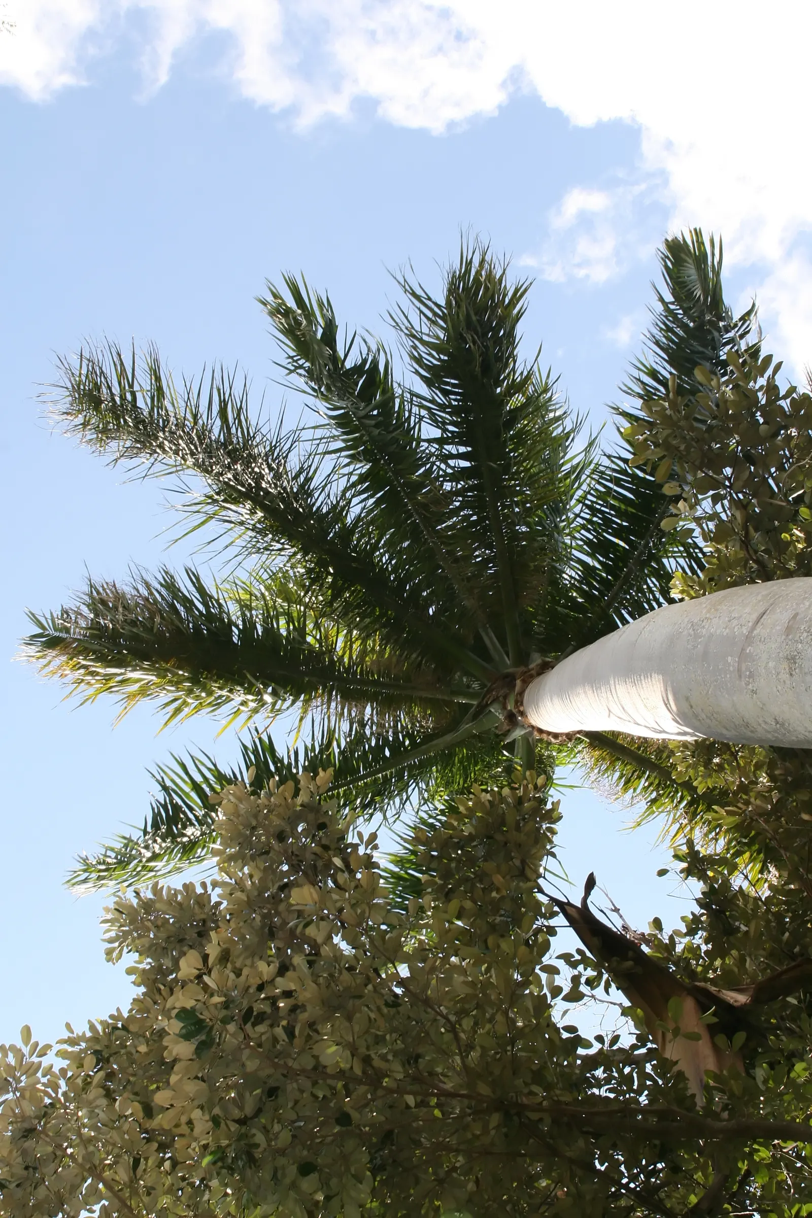 Royal Palm (Roystonea Regia) — Characterized by its sleek; palm with yellow blooms