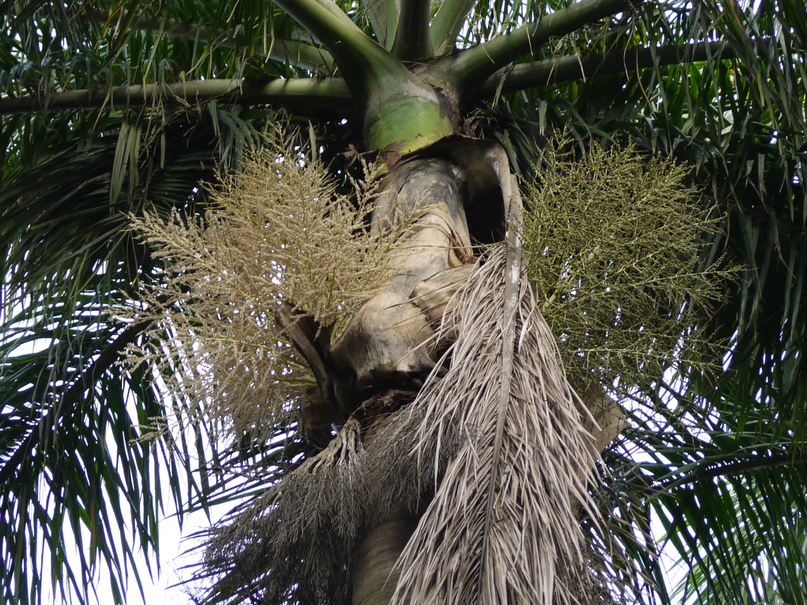 Royal Palm (Roystonea Regia) — sheltered areas in the garden.<br><br>Preferring full sun exposure and well-draining soil conditions