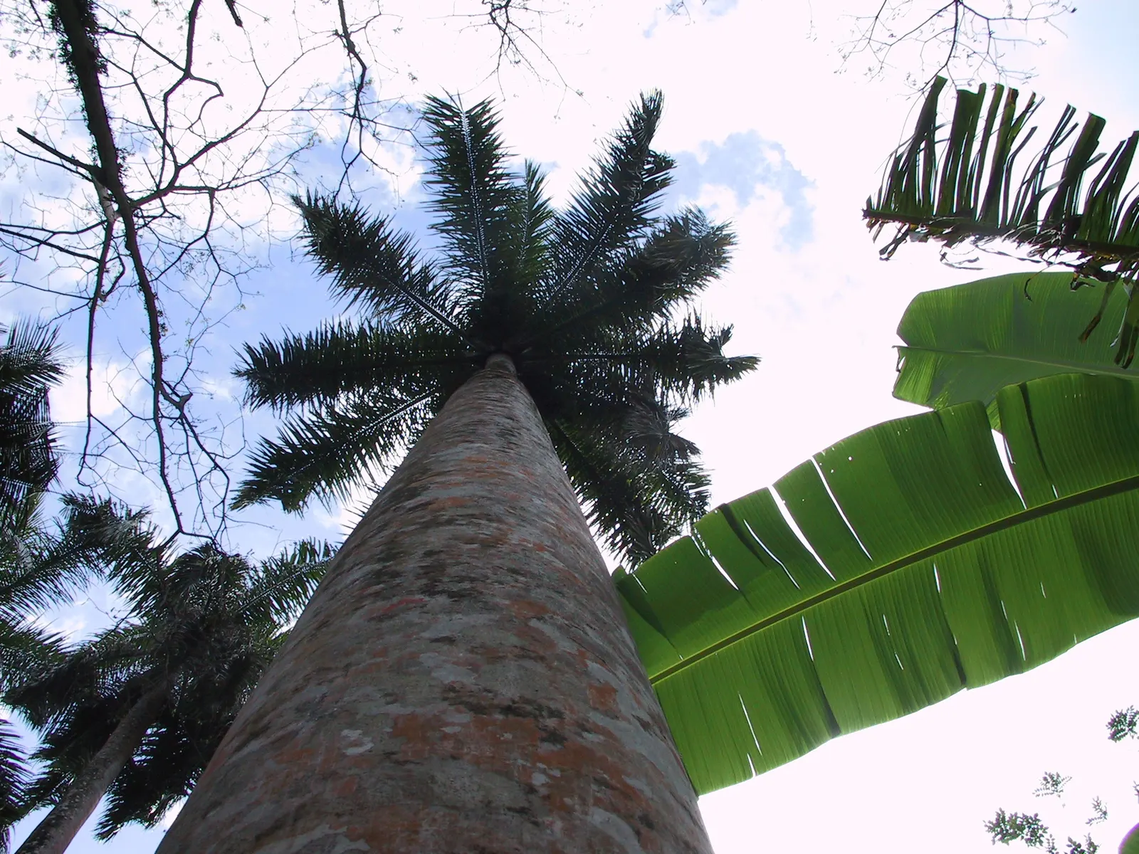 Royal Palm (Roystonea Regia) — Adds instant grandeur to any setting; this palm can reach impressive heights from 50 to 70 feet