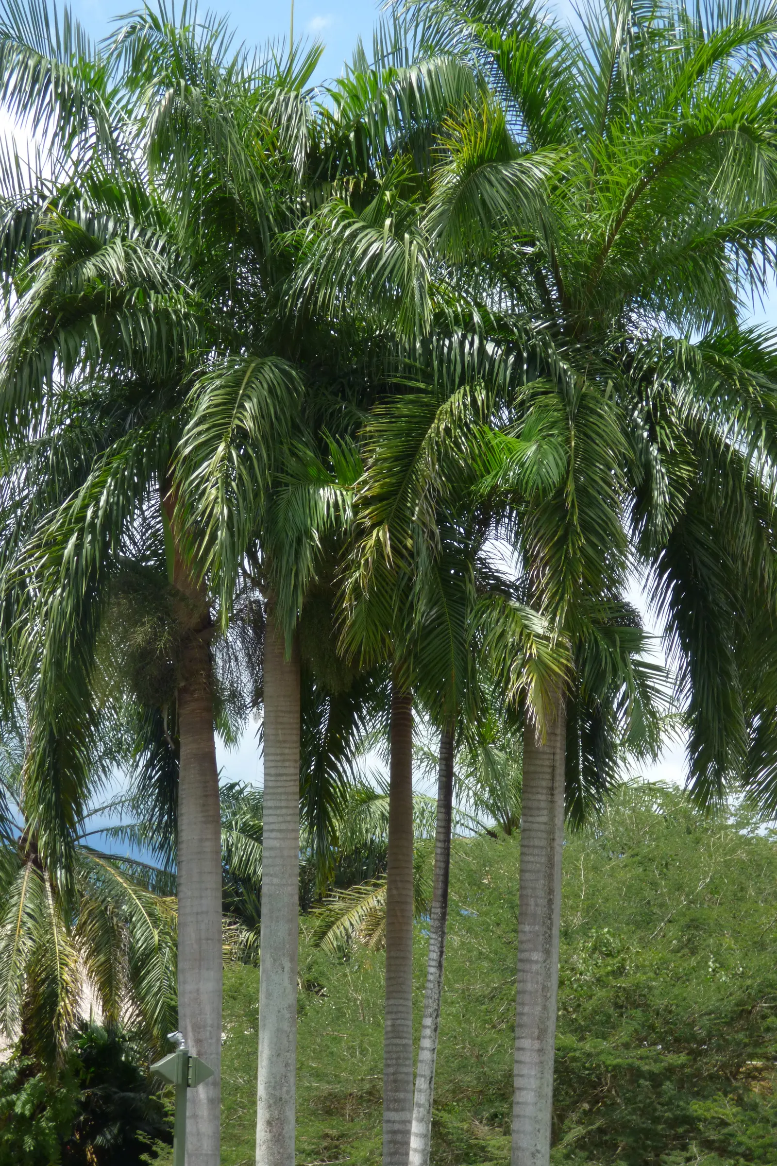 Royal Palm (Roystonea Regia) — sheltered areas in the garden.<br><br>Preferring full sun exposure and well-draining soil conditions; the Royal Palm (Roystonea
