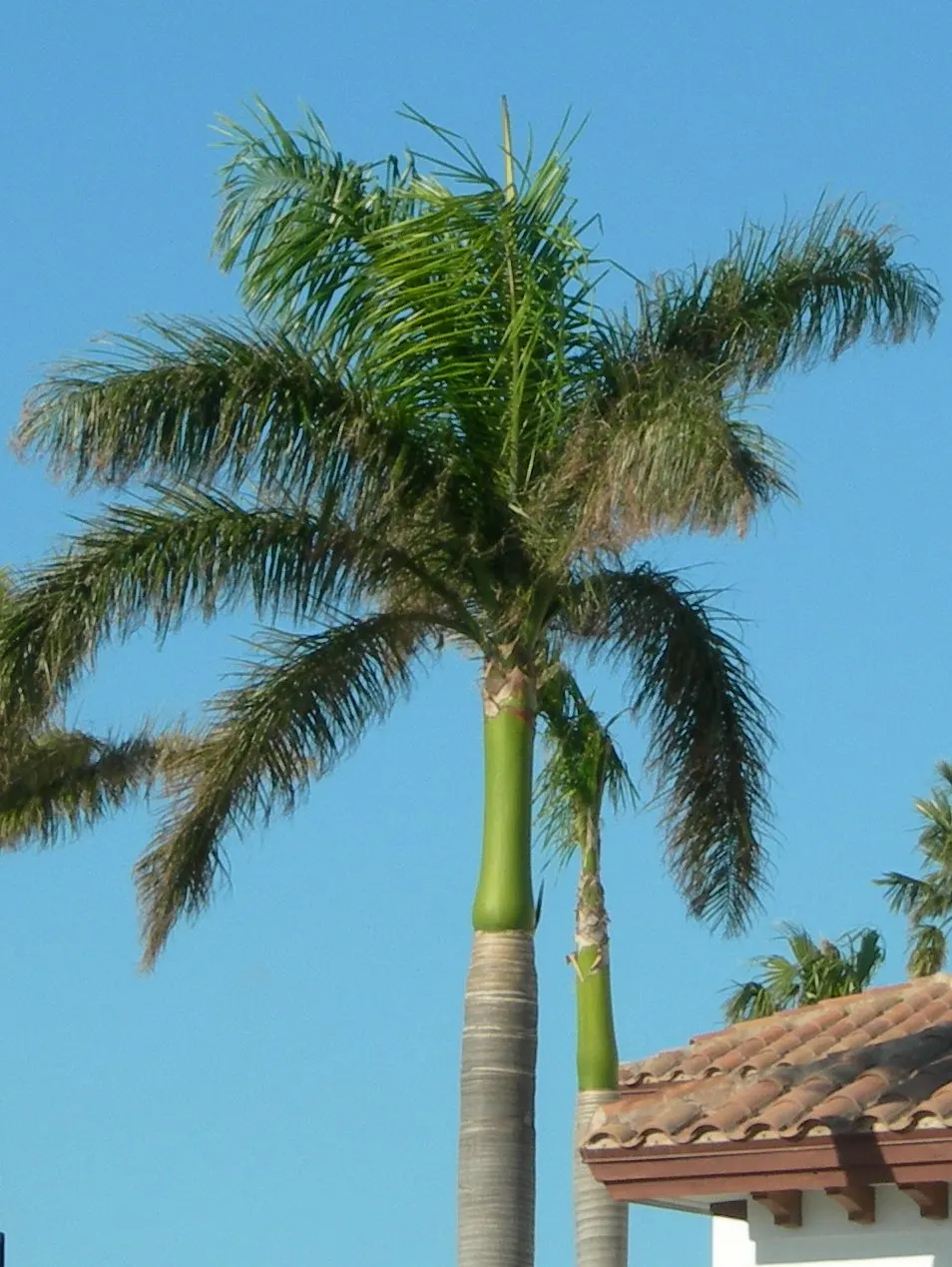 Royal Palm (Roystonea Regia) — soaring elegantly up to 66-98 feet; gray-white columnar trunk