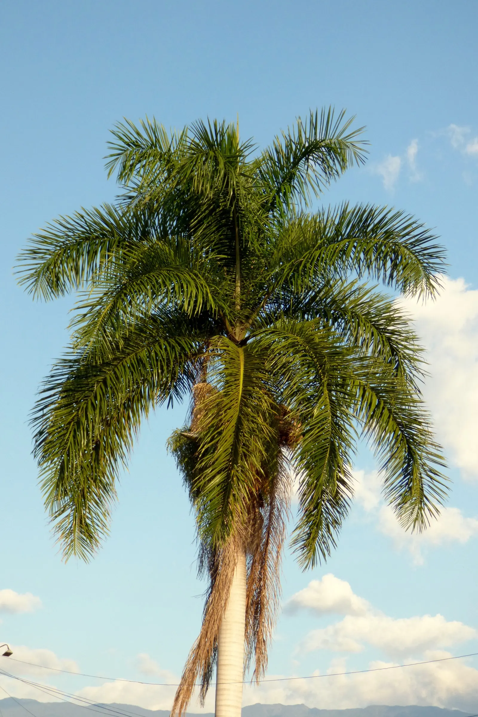 Royal Palm (Roystonea Regia) — These fronds emerge from the top of the trunk