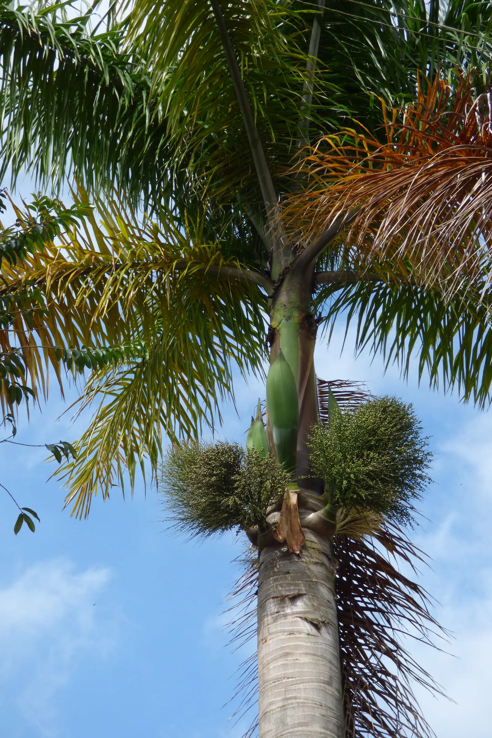 Royal Palm (Roystonea Regia) — yellow flowers in the garden