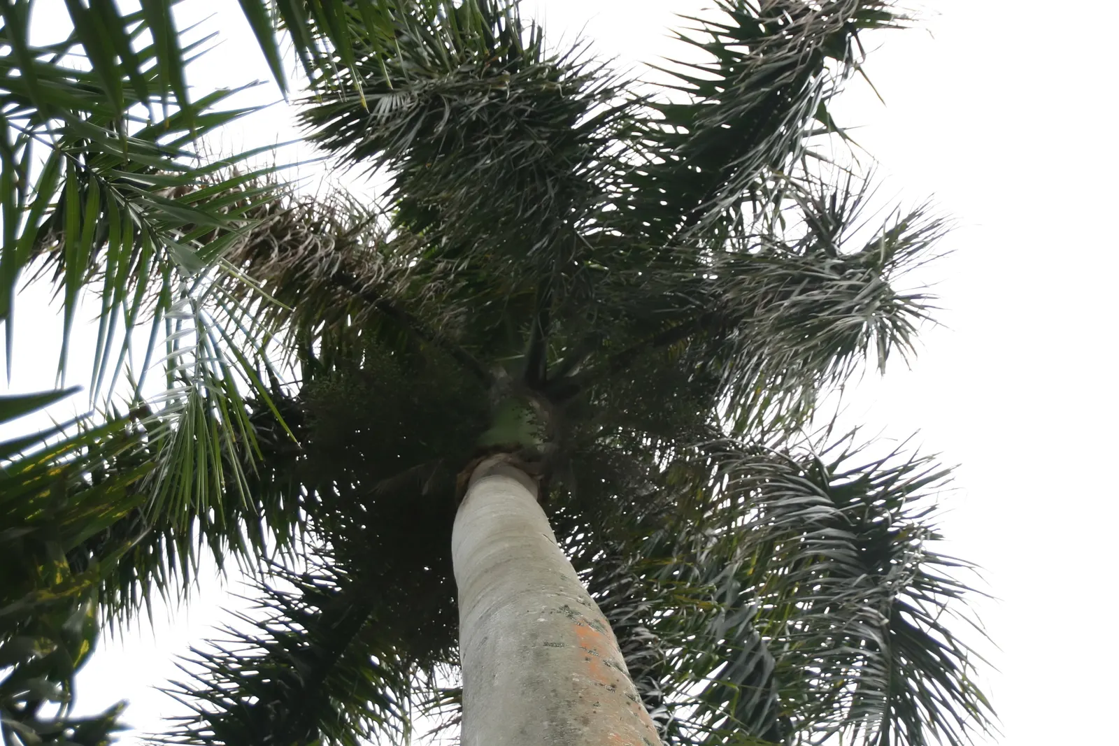 Royal Palm (Roystonea Regia) — When including it in a design; each extending up to 10 to 15 feet in length