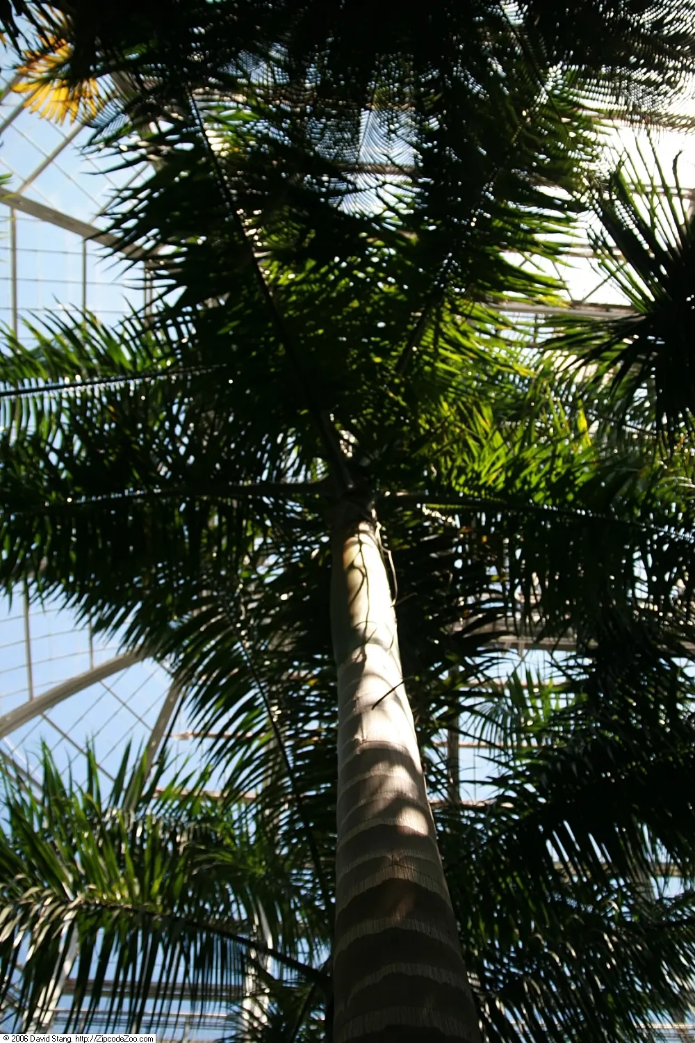 Royal Palm (Roystonea Regia) — making it a valuable addition for creating cool; as a fast-growing species