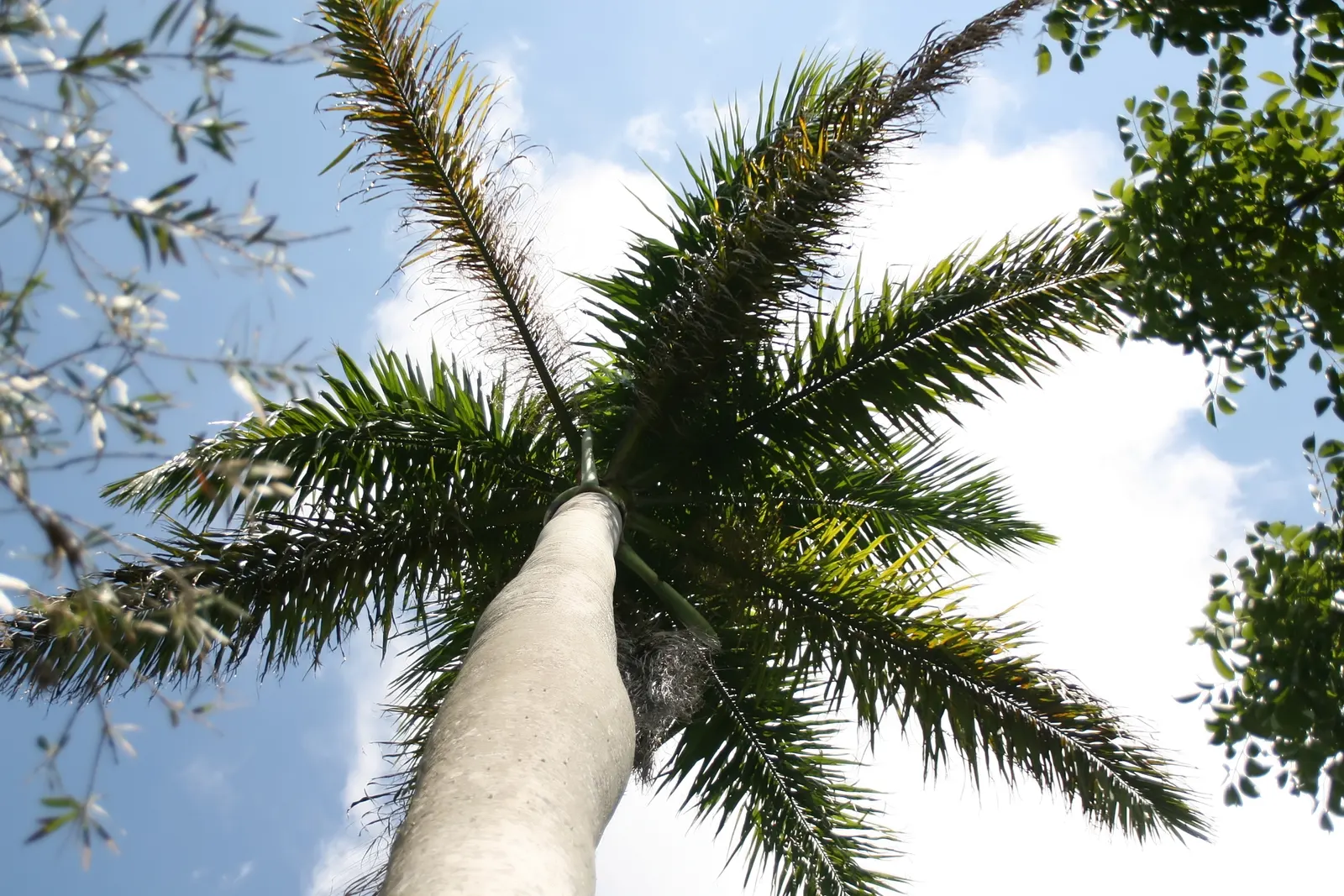 Royal Palm (Roystonea Regia) — gray-white columnar trunk
