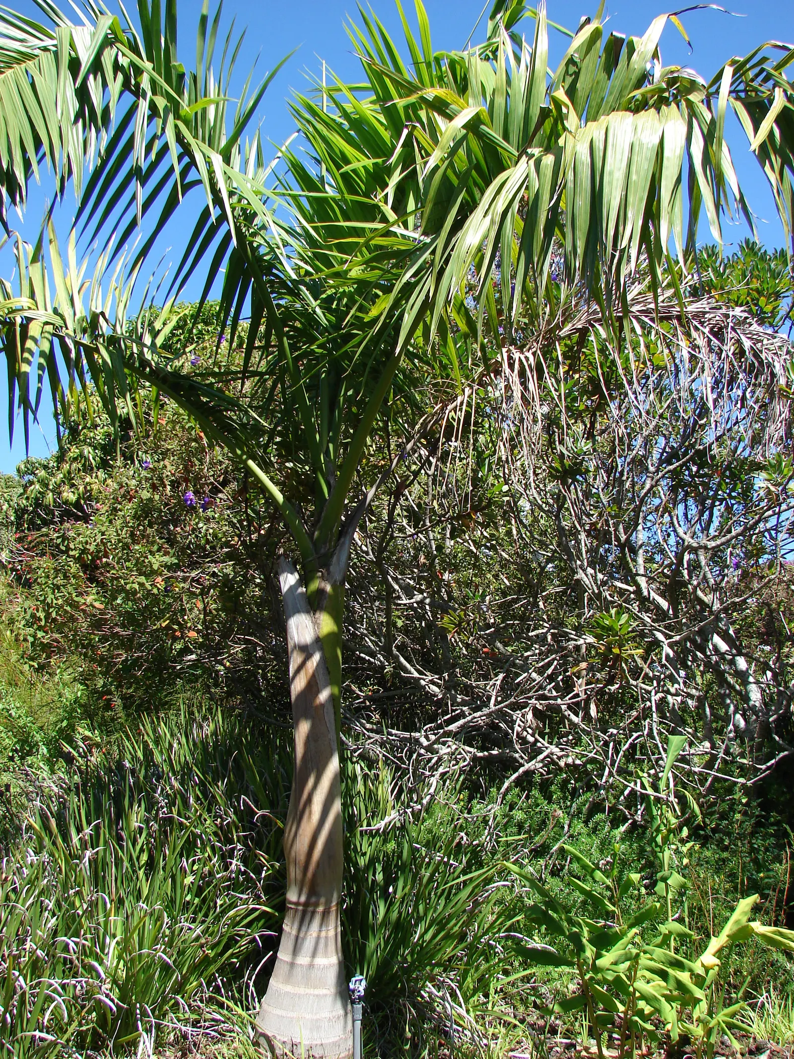 Royal Palm (Roystonea Regia) — allowing for its expansive growth