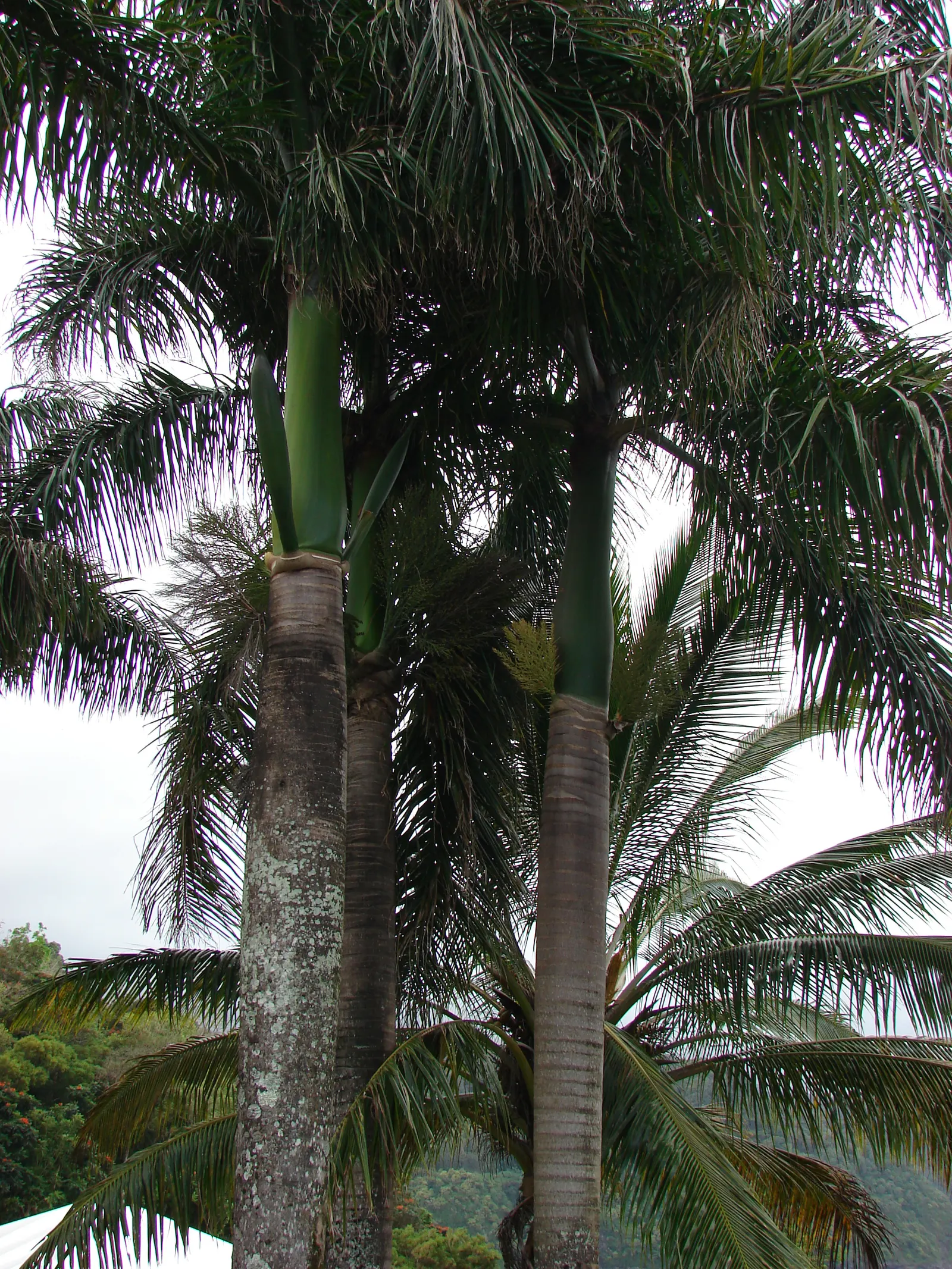 Royal Palm (Roystonea Regia) — this palm can reach impressive heights from 50 to 70 feet