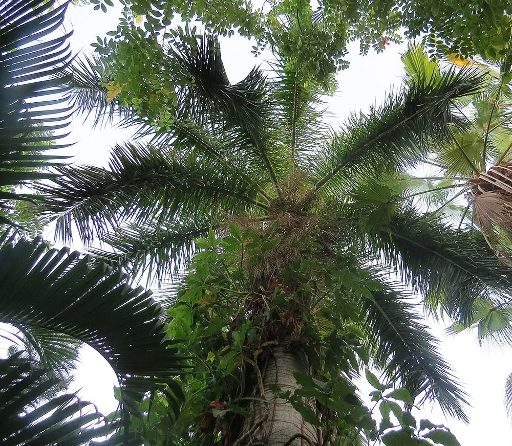 Royal Palm (Roystonea Regia) — palm for full