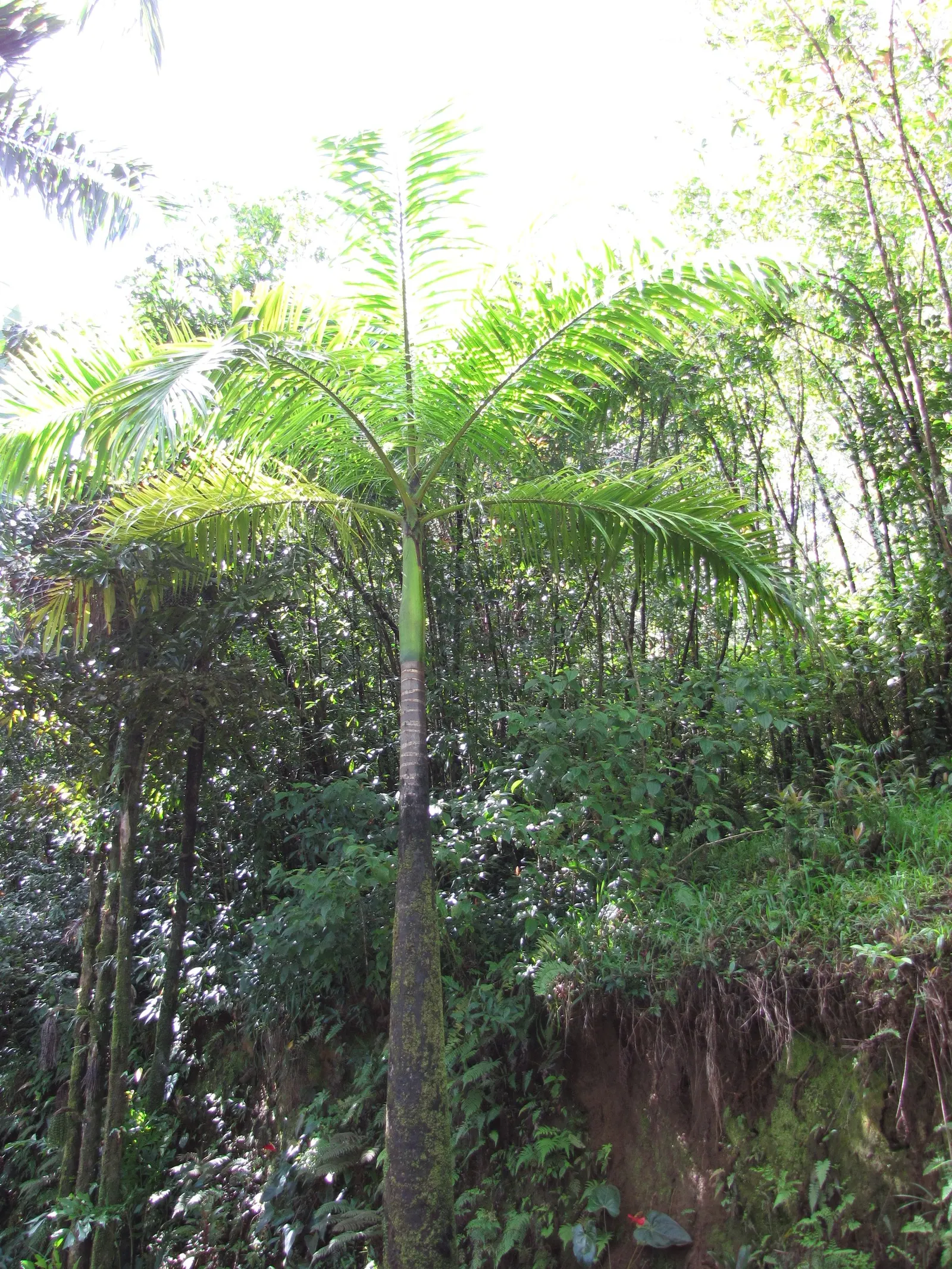 Royal Palm (Roystonea Regia) — soaring elegantly up to 66-98 feet