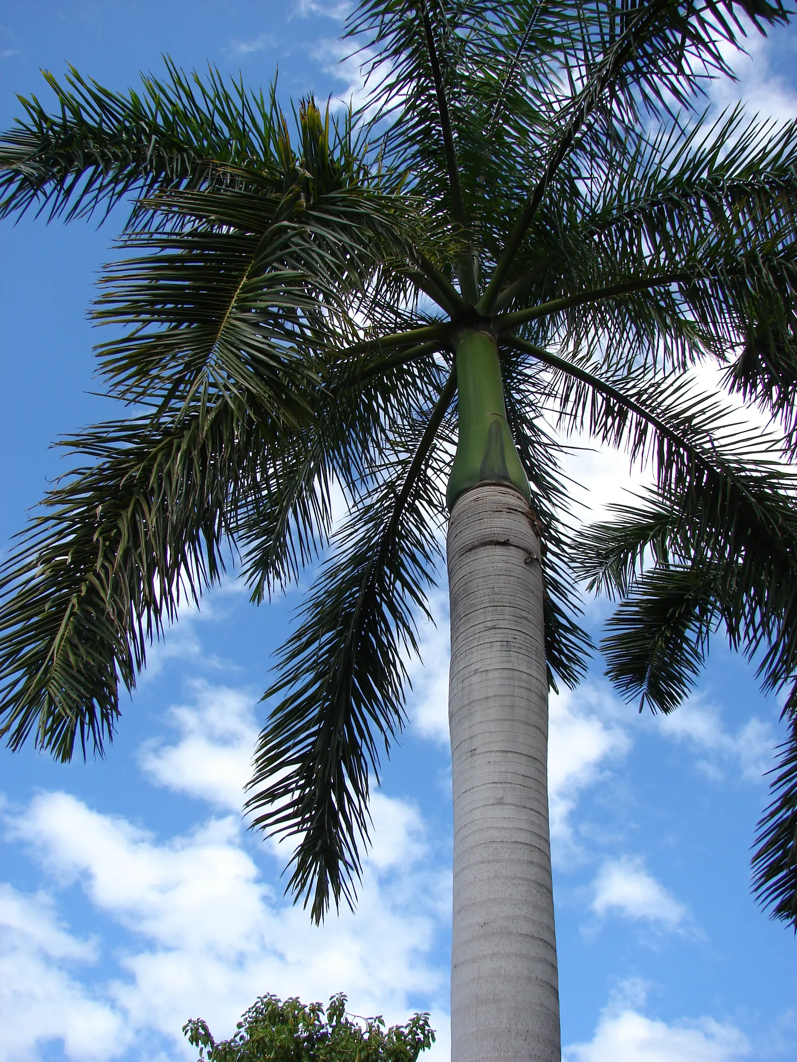 Royal Palm (Roystonea Regia) — this palm can reach impressive heights from 50 to 70 feet; sometimes even stretching skyward to 100 feet