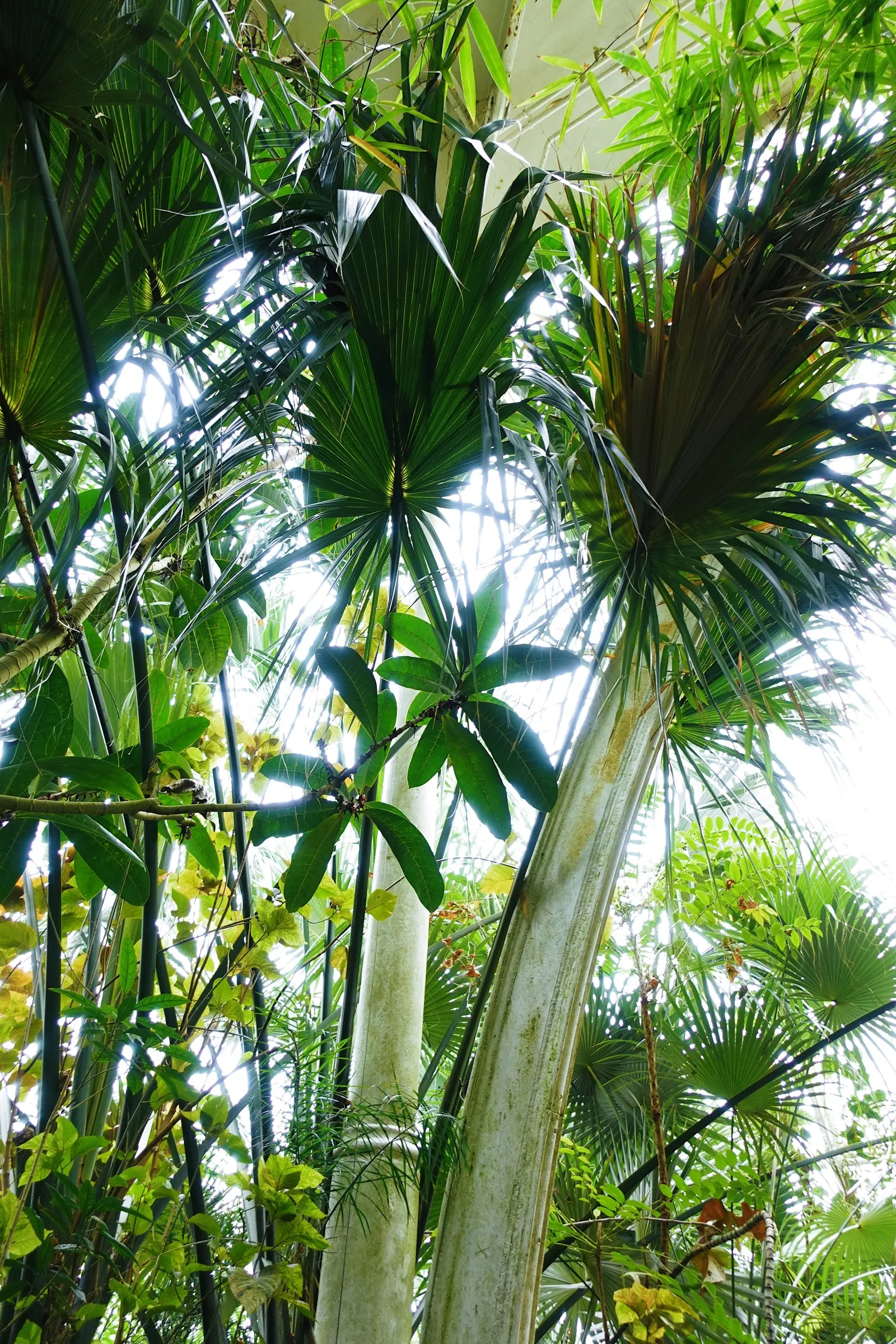 Royal Palm (Roystonea Regia) — The Royal Palm (Roystonea regia) exudes regality with its smooth; this iconic palm thrives in full sun with moderate water