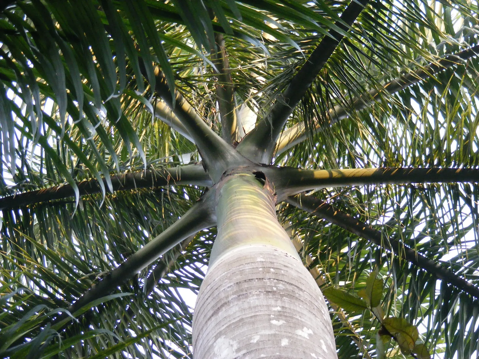 Royal Palm (Roystonea Regia) — or standing alone as an elegant focal point; these fronds emerge from the top of the trunk