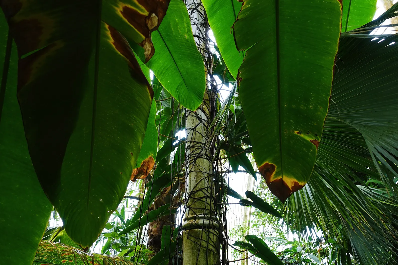 Royal Palm (Roystonea Regia) — This canopy casts a broad circle of shade
