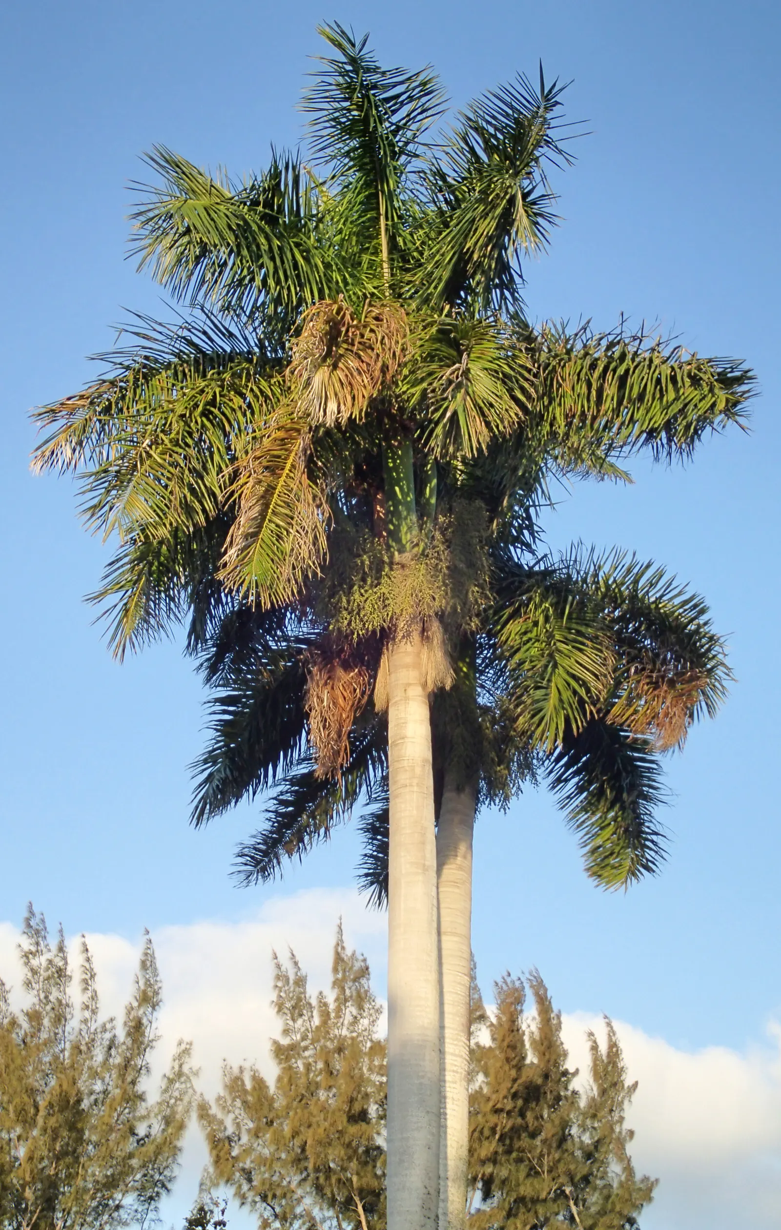 Royal Palm (Roystonea Regia) — feathery fronds spanning 10-15 feet; this canopy casts a broad circle of shade