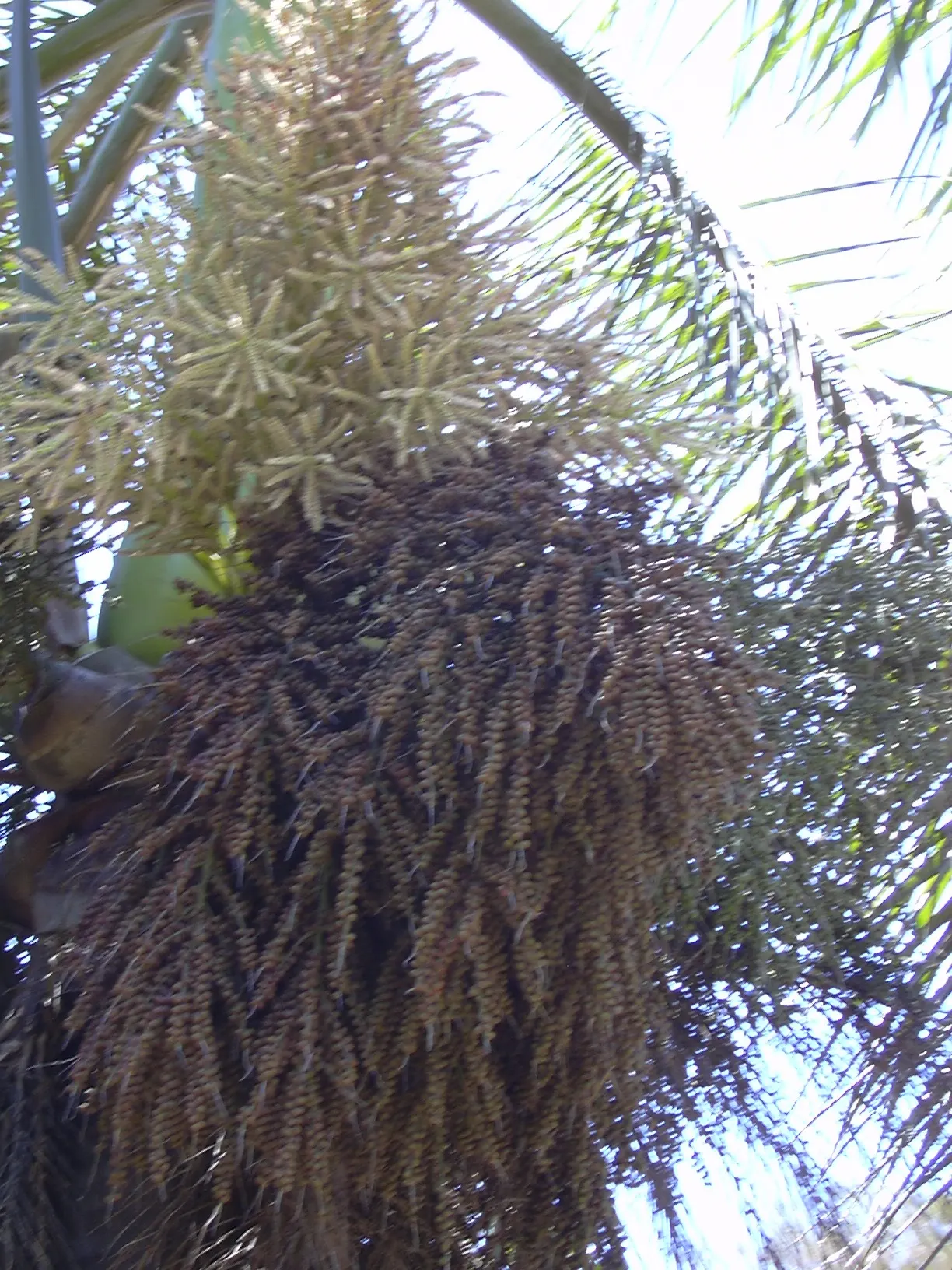 Royal Palm (Roystonea Regia) — rounded canopy that spans approximately 25 to 30 feet in width
