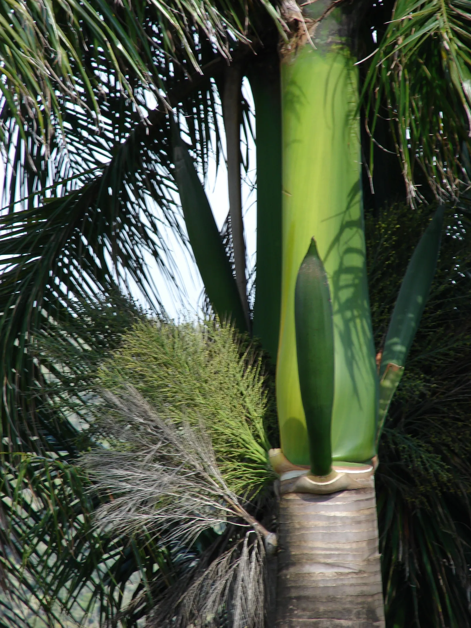 Royal Palm (Roystonea Regia) — requiring ample space to showcase its splendid 3-4 feet diameter base; it's the perfect vertical accent for tropical landscapes