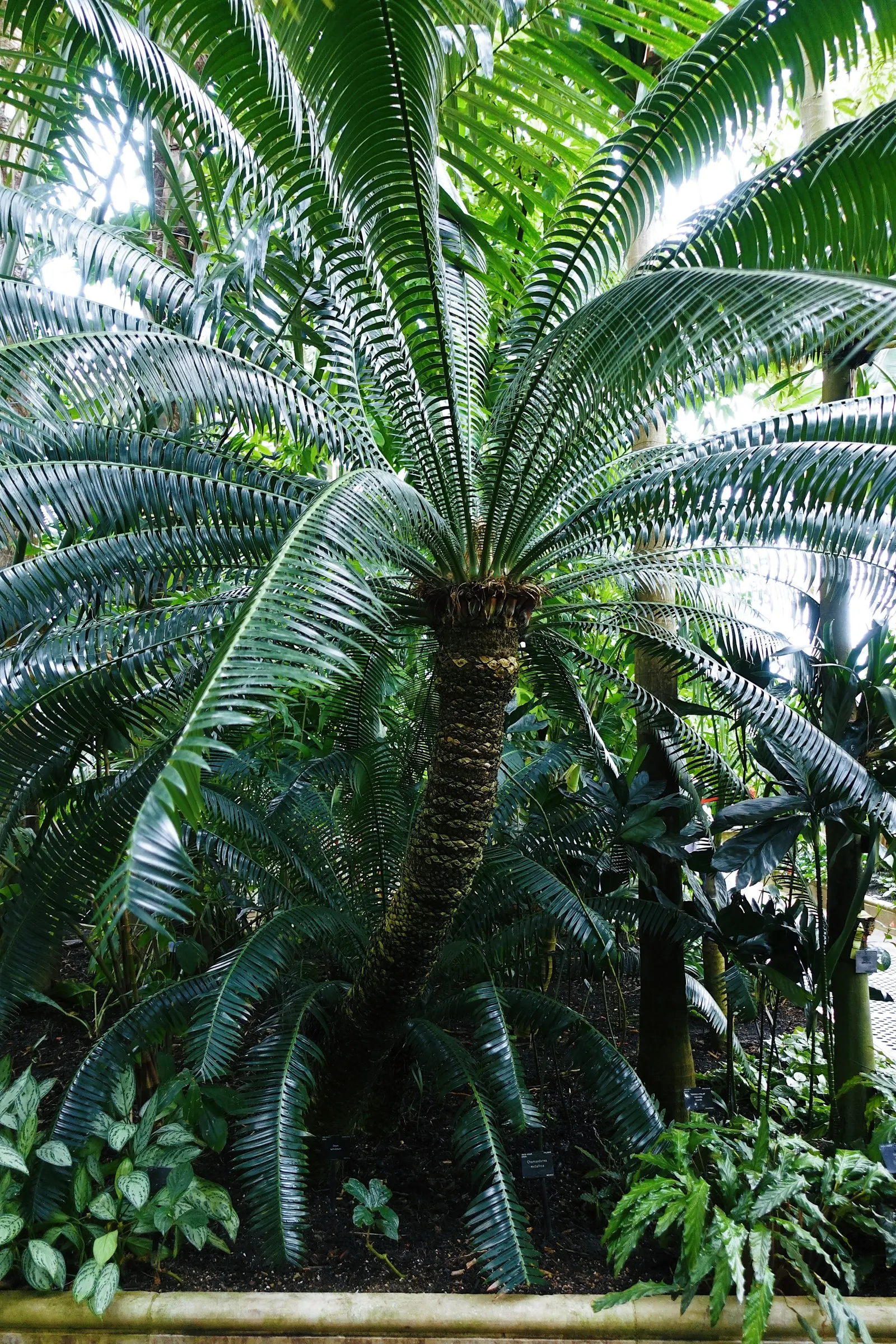 Royal Palm (Roystonea Regia) — Additionally, this palm is frost-sensitive, thriving in USDA hardiness zones 10 through 11; soaring elegantly up to 66-98 feet